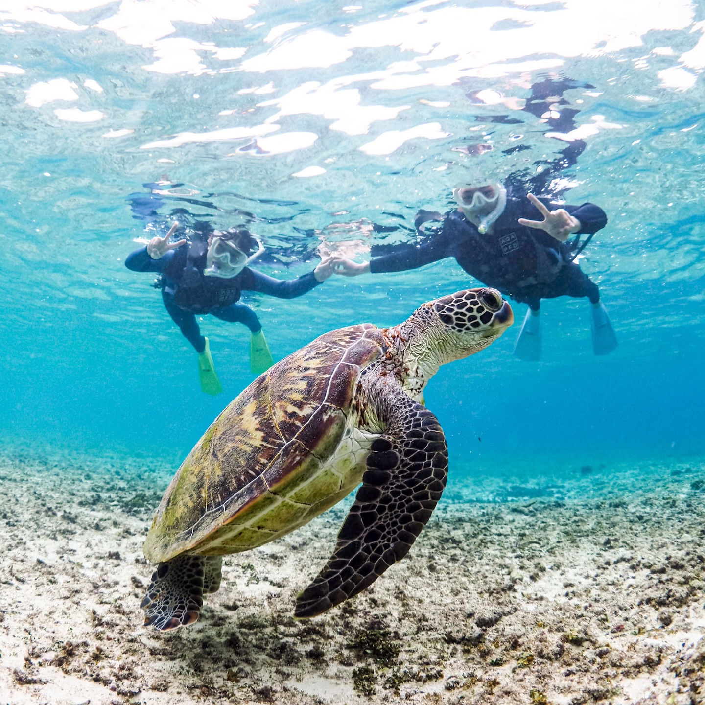 🌸💎🌸💎🌸💎🌸💎🌸
2026/3/16〜学割キャンペーンSTART✨
この機会にぜひお問い合わせお待ちしております🪸
.
期間▶︎2026/3/16〜4/30
料金▶︎全ツアー1,000円OFF
対象▶︎ツアー当日に学生であること。
ご予約の際に学生であることをお伝えください。
※団体の方は学生の人数分のみ割引となります。
🌸💎🌸💎🌸💎🌸💎🌸
.
🏝️海をもっと好きになれるツアー🏝️
🧜♂️メインガイド🧜♂️
@wallys_gallery
💎全ツアー1組貸切制💎
💎動画、写真データは全てプレゼント🎁💎
💎ロングフィン、器材全てレンタル無料🆓✨💎
💎初心者🔰でも大歓迎!ガイド歴10年以上💎
🫧━━━━ Skindiving ━━━━🫧
所要時間▶︎2時間
料金▶︎8,000円(1人参加の方は+2,500円)
🐚経験者の方はロングフィンの貸出も無料🆓
🐚スキルアップ重視の内容も可能👌
🫧━━━━ Schnorchel ━━━━🫧
所要時間▶︎2時間
料金▶︎6,500円〜(1人参加の方は+2,500円)
🐚泳げない方も安心してご参加下さい☺︎
🫧━━━ Skindiving license ━━━🫧
所要時間▶︎3.5時間
料金▶︎ 18,000円+ライセンス発行料5,500円
(1人参加の場合は+5,000円)
🐚条件クリアでPADIのライセンスカードが即日発行可能👌
🫧━━━━ Umi Photo ━━━━🫧
所要時間▶︎2時間
料金▶︎ 13,000円(1人参加の方は+2,500円)
🐚全撮影データ&レタッチ写真5枚プレゼント🎁
🐚衣装持ち込みなどご相談下さい🙆🏽♂️
【ご予約方法】
🐚InstagramのDM
🐚公式LINE 🆔▶︎ @ufj0961i (@から入力)
🐚リンク🔗のホームページ
ご予約状況はハイライトをご確認下さい。
【ぷくぷく】
2018年営業START🐠
全ツアービーチエントリー🏖️にて
エコ🌏&安心安全🦺をモットーに
ご案内しております。
海をもっと好きになれるツアー🐢✨
ご興味ある方はお問い合わせお待ちしております♨️
#宮古島
#宮古島スキンダイビング
#宮古島シュノーケル
#padiライセンス
#미야코지마