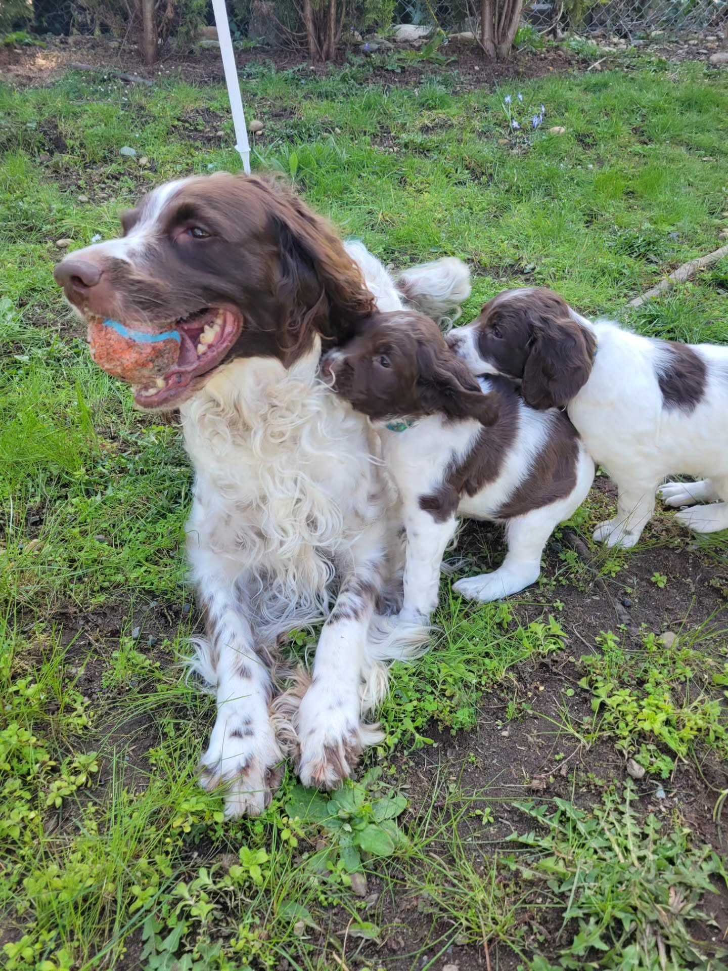 Hunni teaching the pups all about Chuckit.
#dog #puppy #play