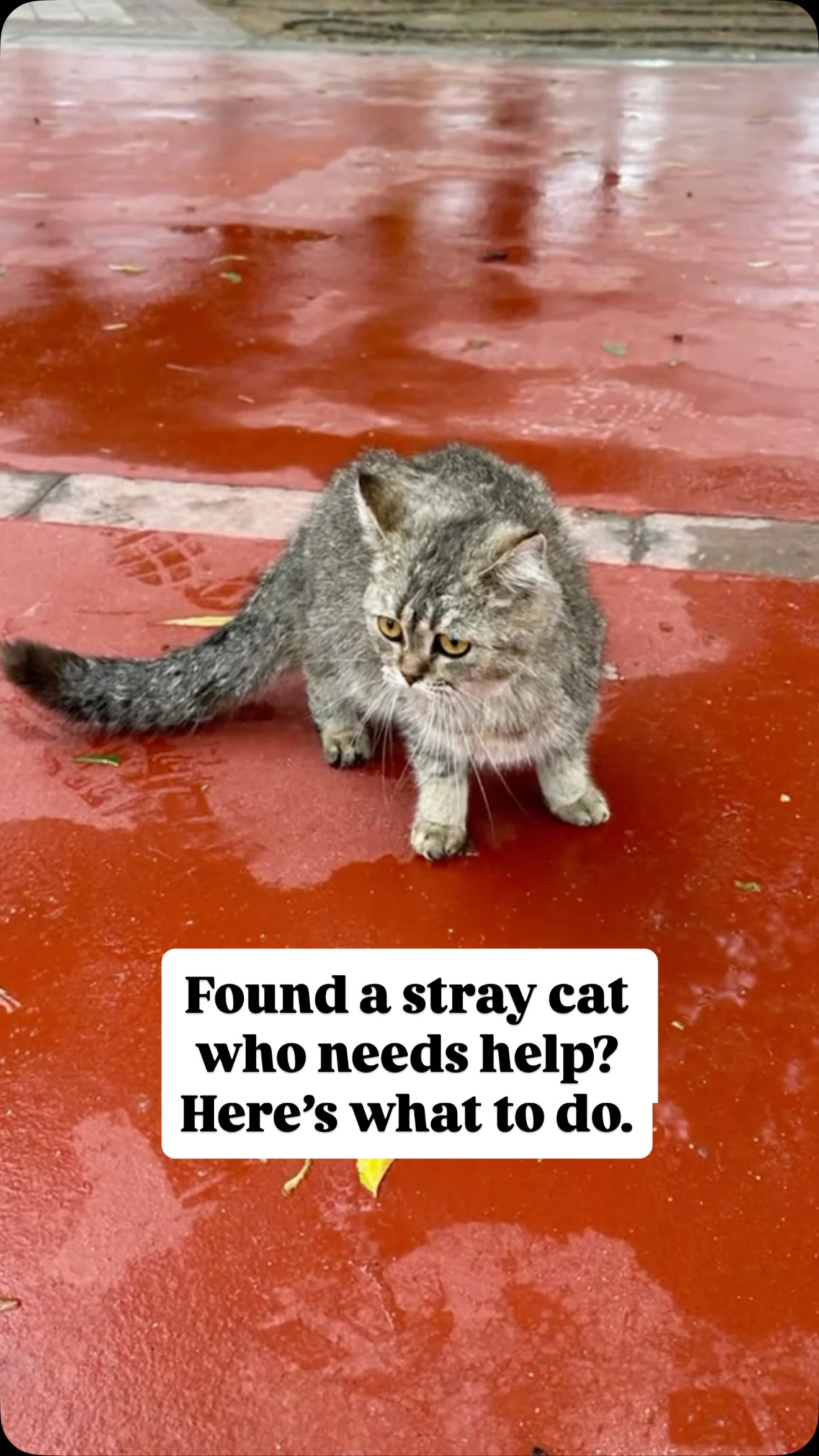 5 steps you can take if you find a cat or a kitten on the street that needs help!
@mikesvetdxb
#cat #straycats #catlove #catlife #catlovers