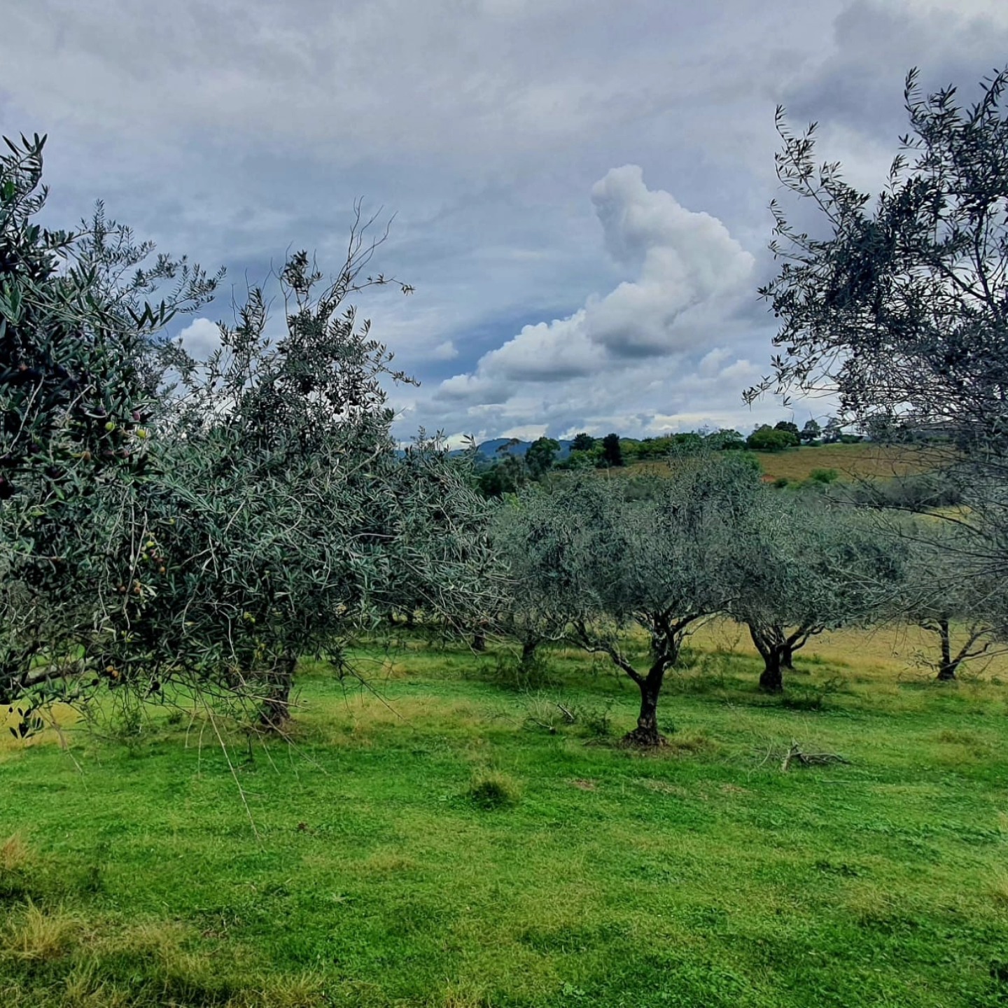 Picking leftover olives from the harvest to make sun dried olives this weekend🫒
.
.
.
#farmtotable #olivefarm #oliveharvest #olivetree
#farmliving #farmlife #farming #oliveorchard #olivetreez #landscapes #landscapelovers #evoo
#oliveoil #oliveoillovers #foodfollowers #extravirginoliveoil #shoplocal #camdenlocalproduce #organic #oliveoilbenefits #farmtotable #organicoliveoil #extravirginoliveoil
#coldpressed #coldpressedextravirginoliveoil