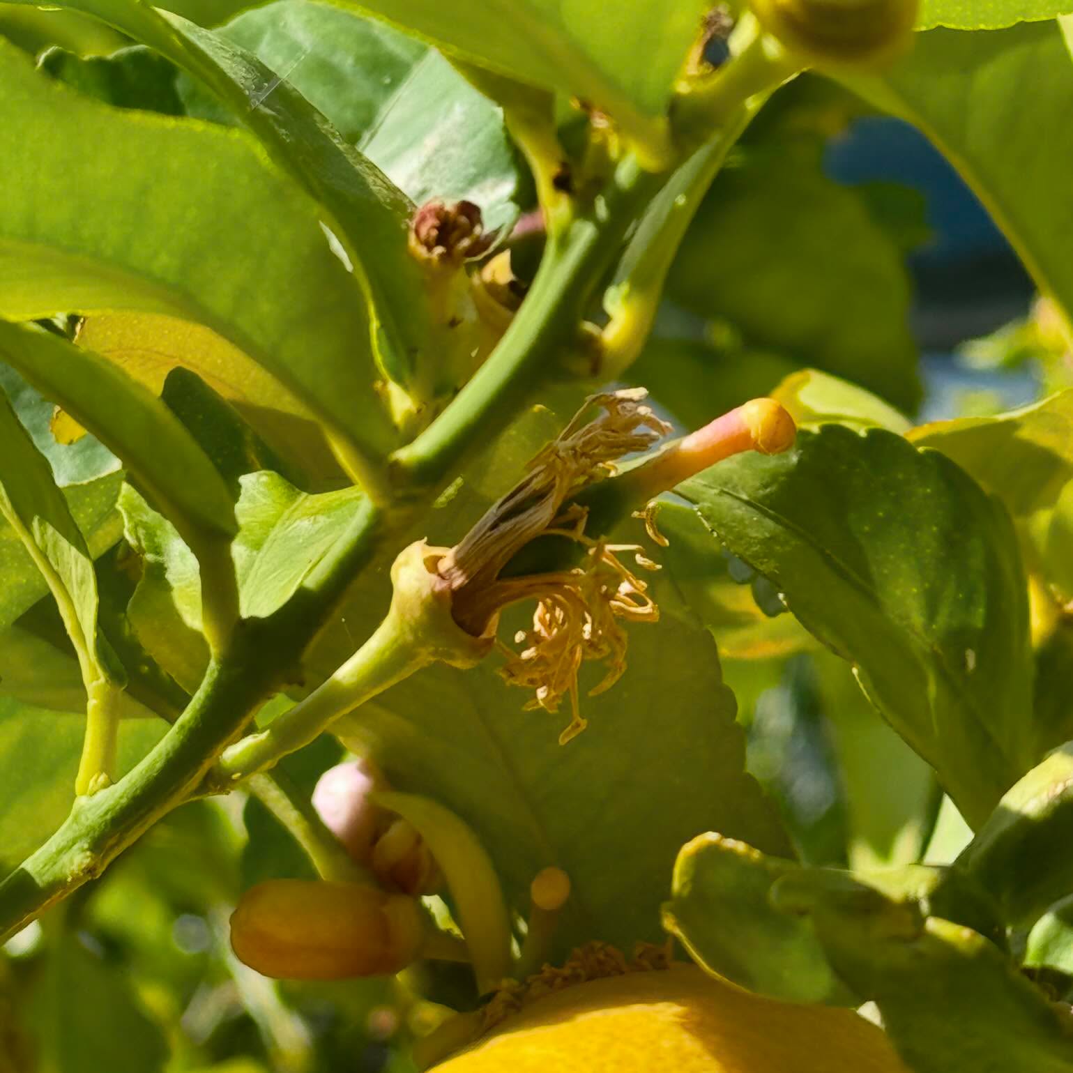 🍋🐝 #lemontree #lemon #spring #bee #pollination #lemonflower