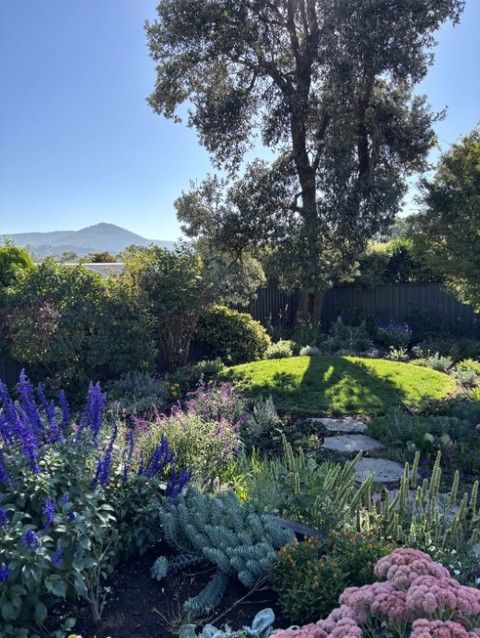 A local garden in the Macedon Ranges, with Mount Macedon sitting in the background as it so often does in gardens around here. Salvias, delphiniums, sedum and lamb's ear through the beds, stepping stones through the lawn, and a mature eucalypt anchoring the whole space.
The plants, soils, mulch and stone for this garden were sourced through Macedon Nursery & Garden Supplies. If you have a project in mind, the team is here 7 days and worth a conversation before you start.
#macedonrangesgardens #macedonnursery #locallandscape
