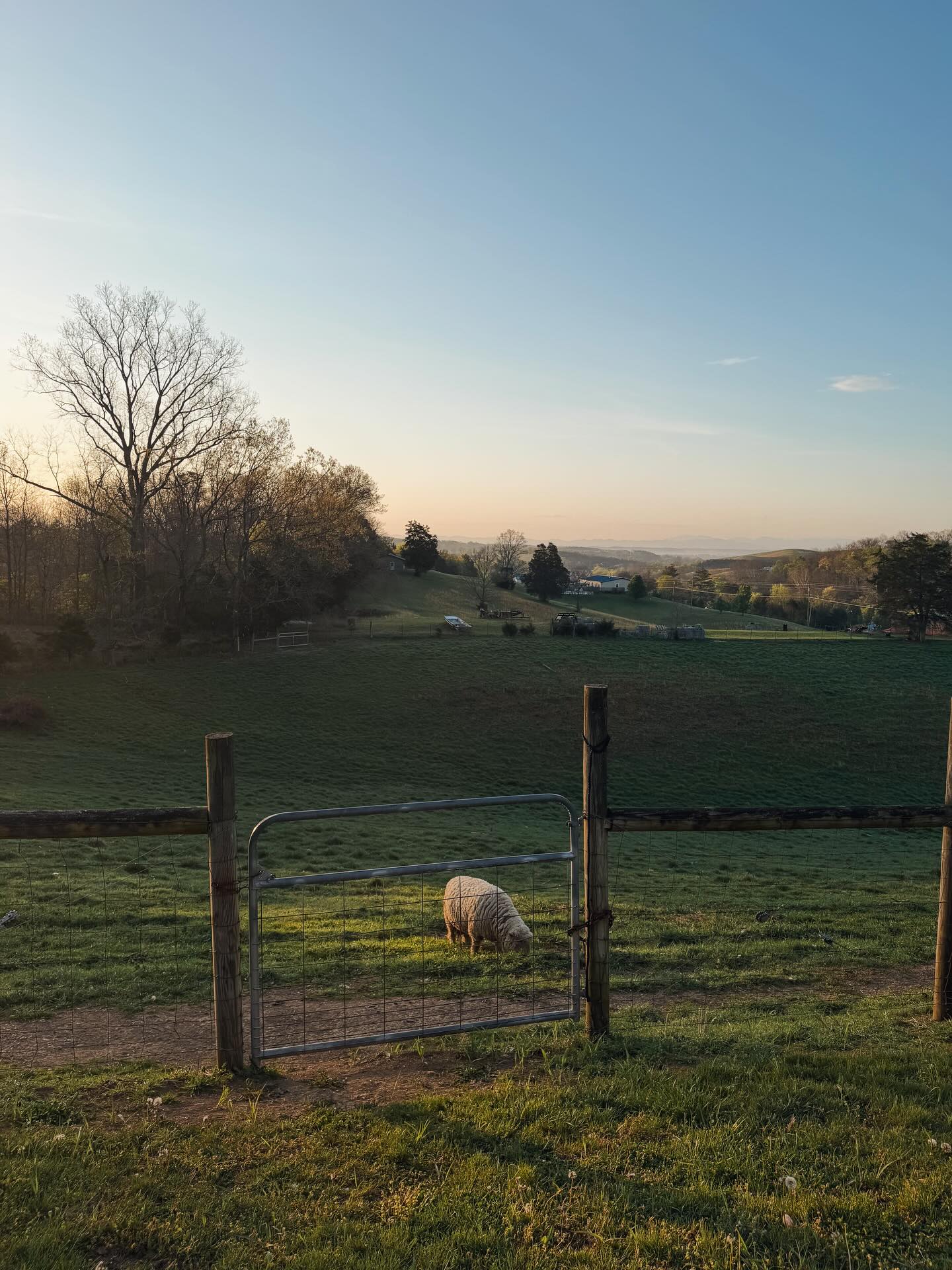 Happy Easter weekend!! 🫶🏻
He is Risen!
We are open until dark today (April 4th) with grass-fed beef, sourdough, yeast dinner rolls, and more! Stop by and see us. 🪻
5241 Fish Hatchery Rd. Russellville, TN
#farm #farmstand #homestead