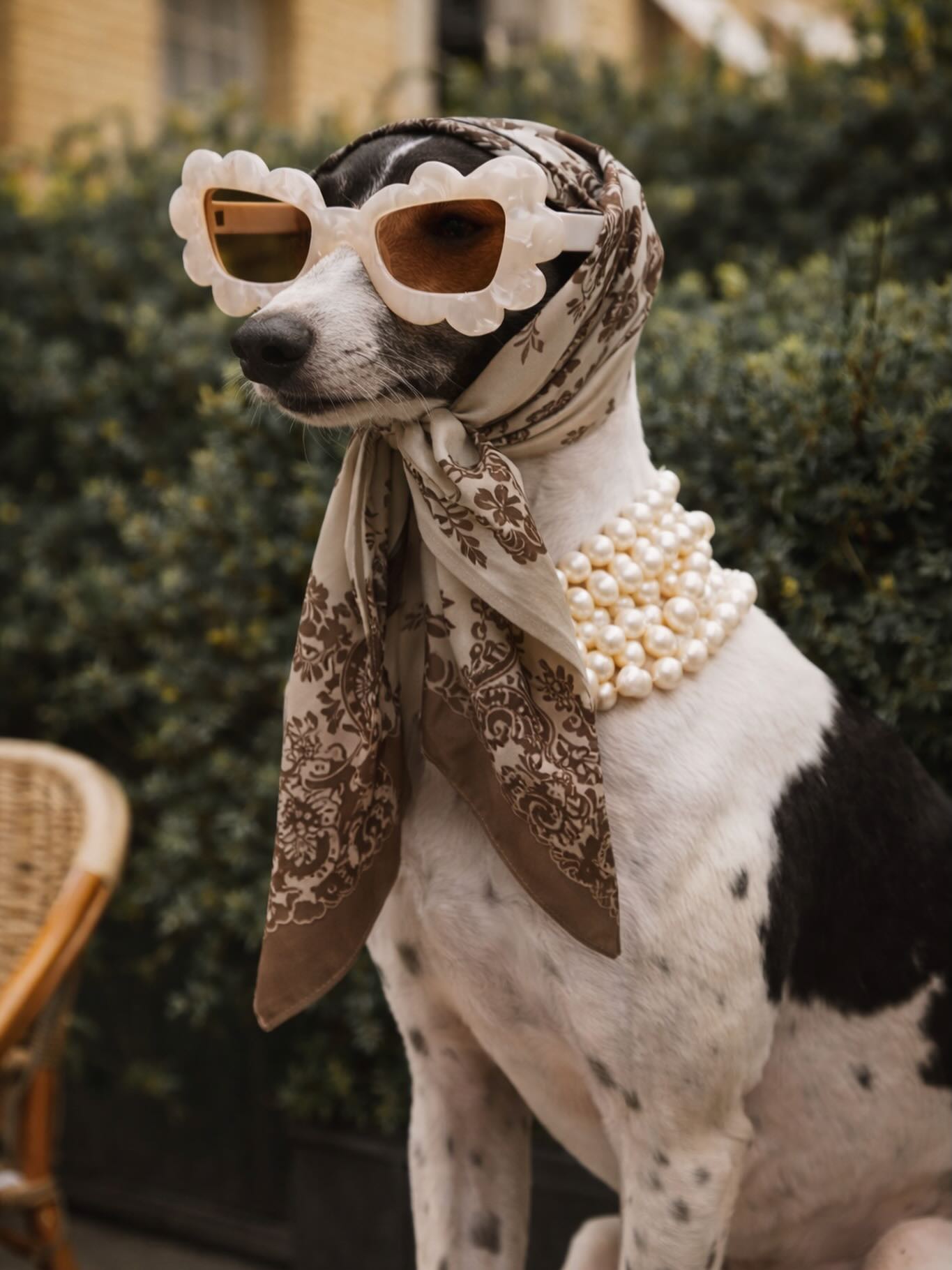 Apaszka Olinka ponownie dostępna online 🙂↔️