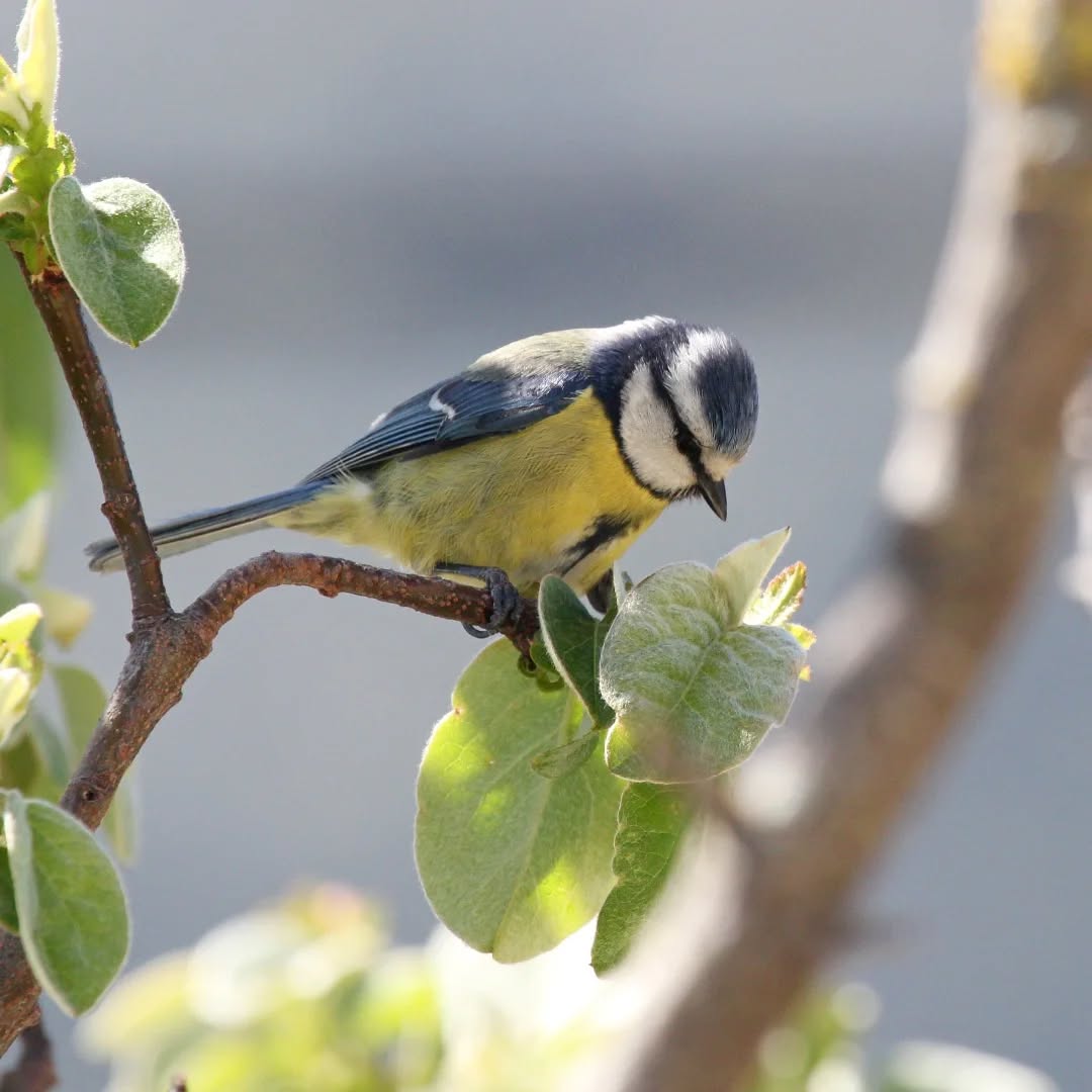A blue tit in my quince tree.
#islandwildlife #kefaloniawildlife #greekwildlife #guidedwildlifewalks #birdlovers