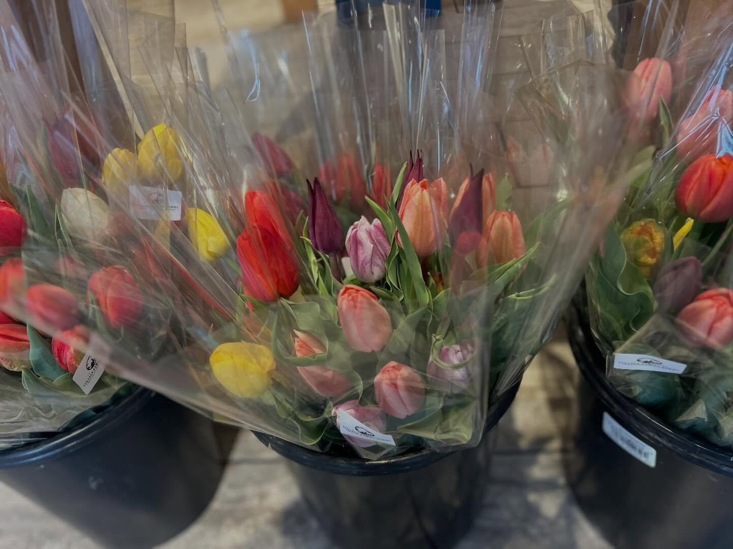 Fresh tulip bunches are back in stock at @piazza_italian_market. Grab them and go for all your Easter and spring tables!! #locallygrown #tulips #eaaternshoremd #localflowers #farmfreshtulips