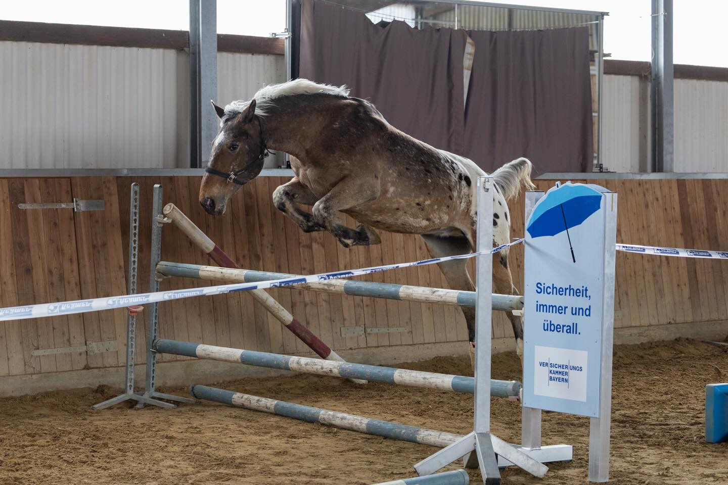 Gestern durften unsere Pferde beim Freispringen zeigen, was in ihnen steckt - und man hat deutlich gesehen, wie viel Spaß sie alle dabei hatten! 🥰
Freispringen fördert nicht nur die Gymnastizierung und Koordination, sondern stärkt auch das Selbstvertrauen der Pferde und bringt Abwechslung in den Trainingsalltag. 💪
Natürlich waren auch unsere geliebten Schulis mit am Start. Ganz besonders überrascht hat uns Amarok mit seinem bisher unentdeckten Talent am Sprung. 😍
Danke @franziskadaurerfotografie für die tollen Fotos! 📸🤍