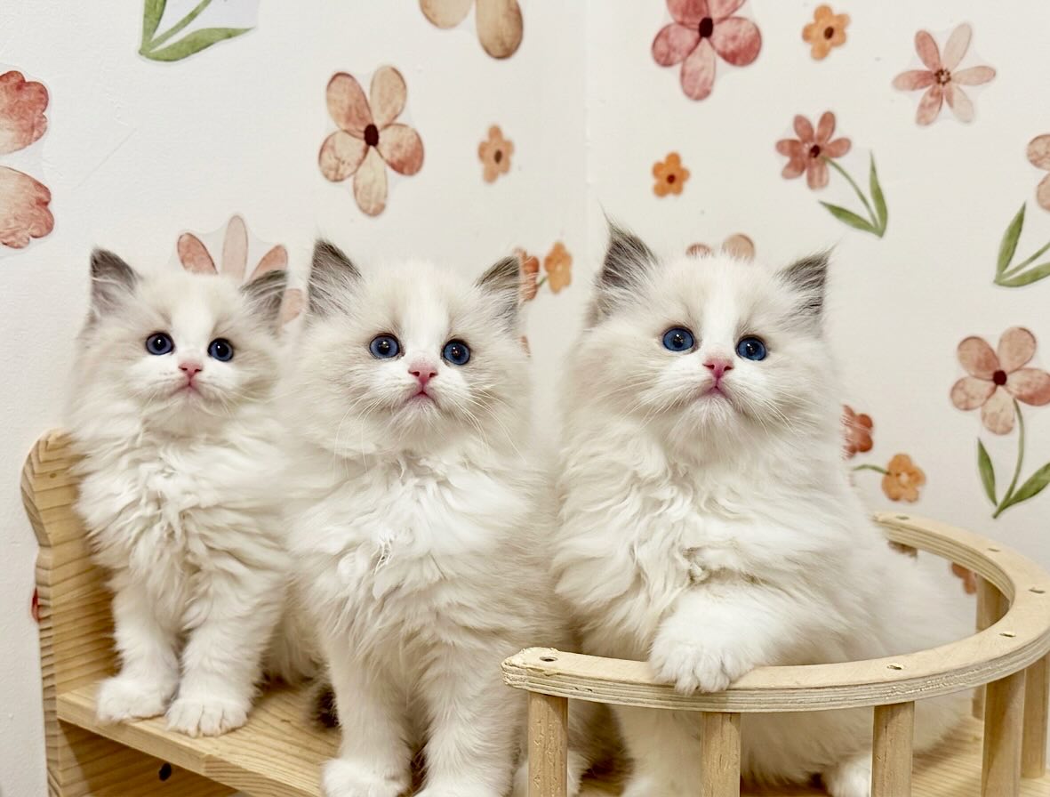 Happy Monday from my little Valentines š
š©·š©µ Velvet, Rose & Romeo š©µš©·
ā¢
ā¢
ā¢
ā¢
ā¢
ā¢
ā¢
ā¢
ā¢
ā¢
#kitten
#ragdollkitten
#cats_of_instagram
#cats
#kittenoftheday