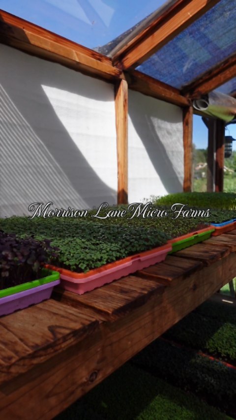 A micro farm with huge flavor! 🌱 @morrisonlanemicrofarms
.
.
.
.
.
#suisunvalley #suisunvalleycalifornia #visitsuisunvalley #microgreens🌱 #winecountrylifestyle Morrison Lane Micro Farms in Suisun Valley Fairfield, California