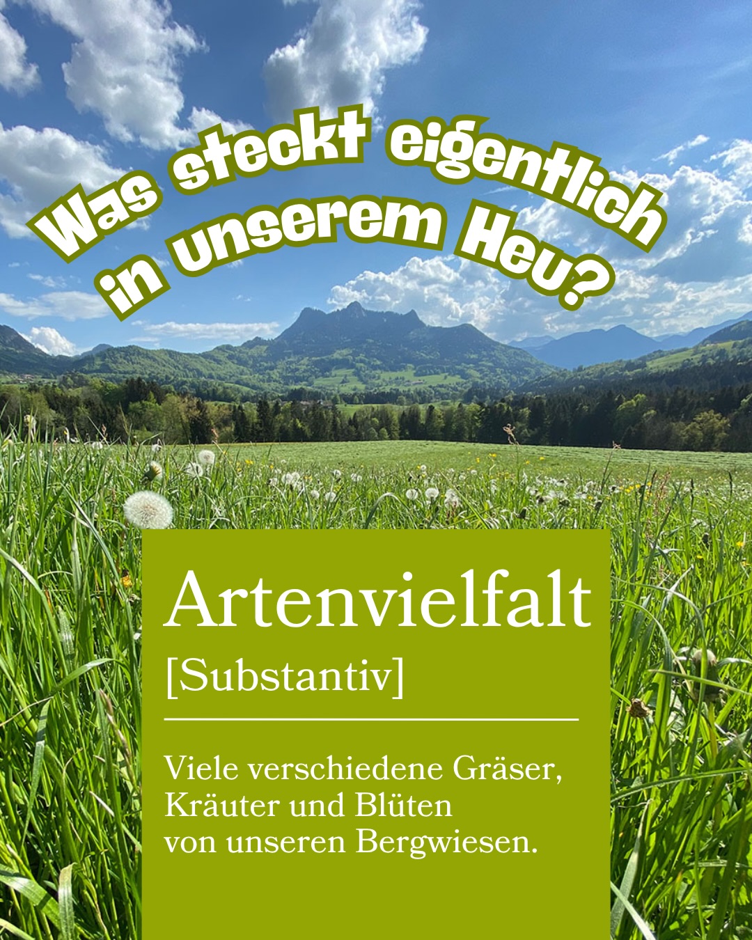 Viele Kleintiere fressen nicht einfach nur Heu – sie wählen ihre Lieblingshalme, Kräuter und Blüten ganz bewusst aus. 🌼🌿 Genau diese Vielfalt steckt in unserem Wiesenheu. 🤩
Mal ein weicher Halm, mal ein fester Stängel, mal ein duftendes Kraut – das Suchen und Auswählen gehört ganz natürlich zum Fressen dazu. ✨
Gutes Heu entsteht auf der Wiese – und gutes Heu ist bunt und vielfältig. 🌈🌱
Damit viele verschiedene Gräser und Kräuter gedeihen, braucht es Zeit, Ruhe, gesunde Böden und eine Bewirtschaftung, die mit der Natur arbeitet. Genau das tun wir auf unseren Wiesen – für artenreiches, frisches und aromatisches Heu. 🚜💚
Neugierig, welche Gräser und Kräuter genau auf unseren Wiesen wachsen? 🌿 Schaut in unserem Blog vorbei – dort gibt’s das Wiesen-ABC. Link in der Bio! 📖
Hole deinen Lieblingen die Vielfalt unserer Bergwiesen nach Hause! 🐹🐰⛰️
Liebe Grüße
Johannes vom Samerberger Heustadl ✌️🌱