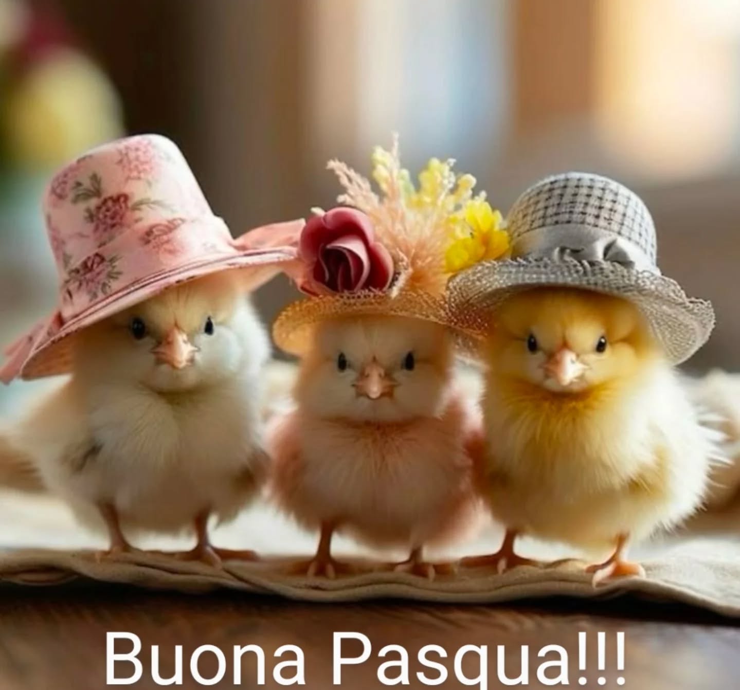#pasqua
Auguri!!!!