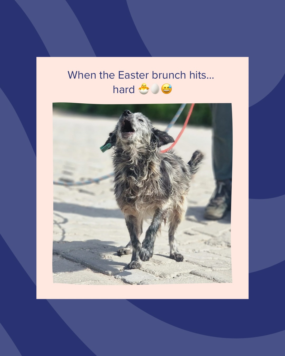 🐰💛 While we’re taking our photos and enjoying the season, our dogs are dreaming of something even bigger: a forever home.
Next year, we hope they get to celebrate Easter surrounded by love, cuddles, and their own family 🐾
#adoptdontshop #melezdogrescue #foreverhome