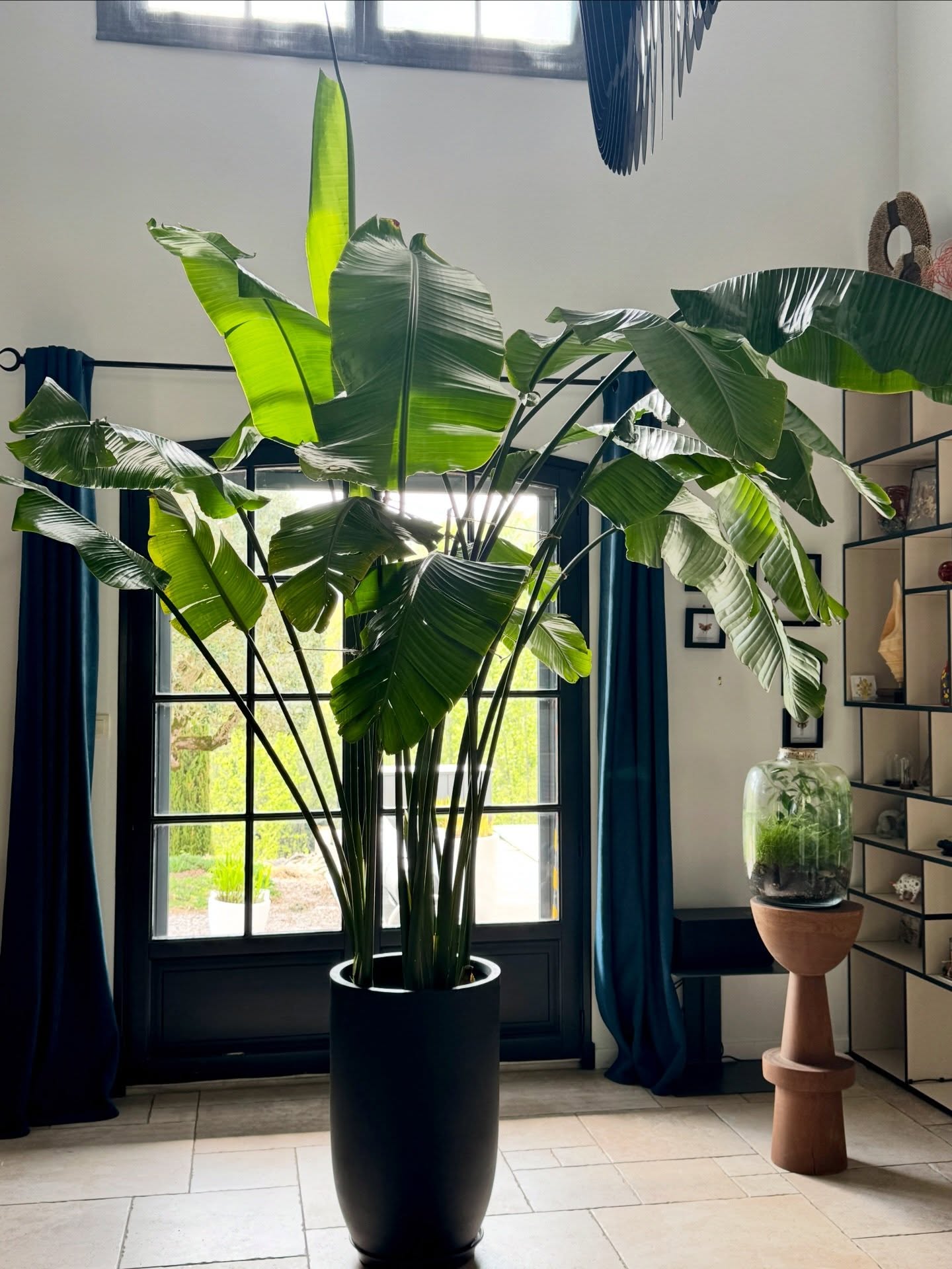 More than 3 meters high #strelitzia and still going strong