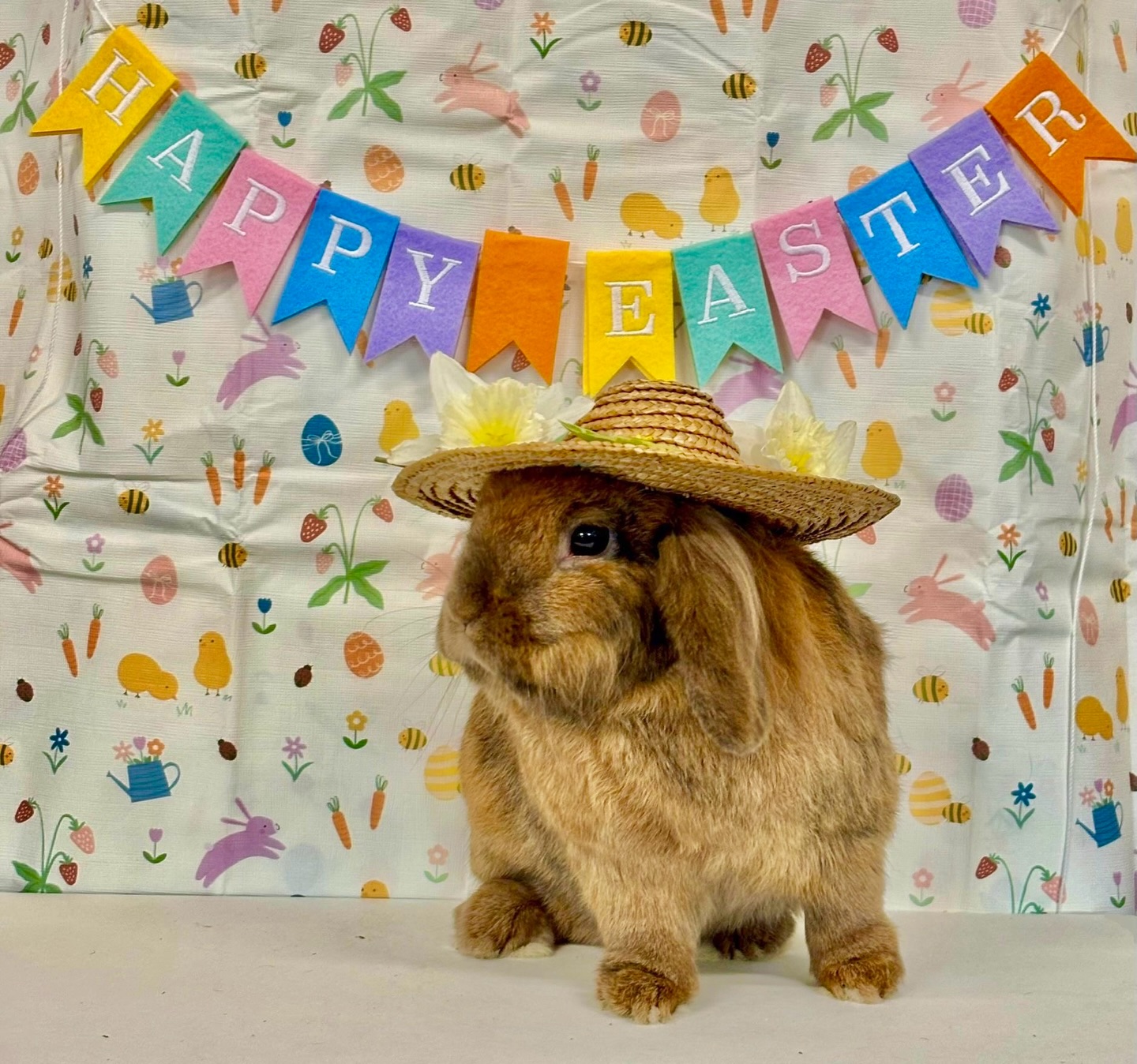 🐑 🌼 Happy Easter from all of us at Heeley City Farm! 🌼 🐽
We’re open all day today, including our café, play area and garden centre, and best of all, entry is completely FREE! 💛
Don’t forget to join in with our Easter trail around the farm 🕵️♀️ You can collect your trail sheet from @heeleyfarmkitchen, where there are also some delicious Easter specials on for a limited time only! ☕️
Keep an eye out for some very cute new arrivals along the way… 🐑
As a charity, donations are so important to us - even £1 per visitor could make a huge difference 🫶 thank you! https://www.justgiving.com/charity/heeleycityfarm
See you soon ☺️
#charity #freedayout #sheffieldissuper #visitsheffield #sheffieldkidsactivities