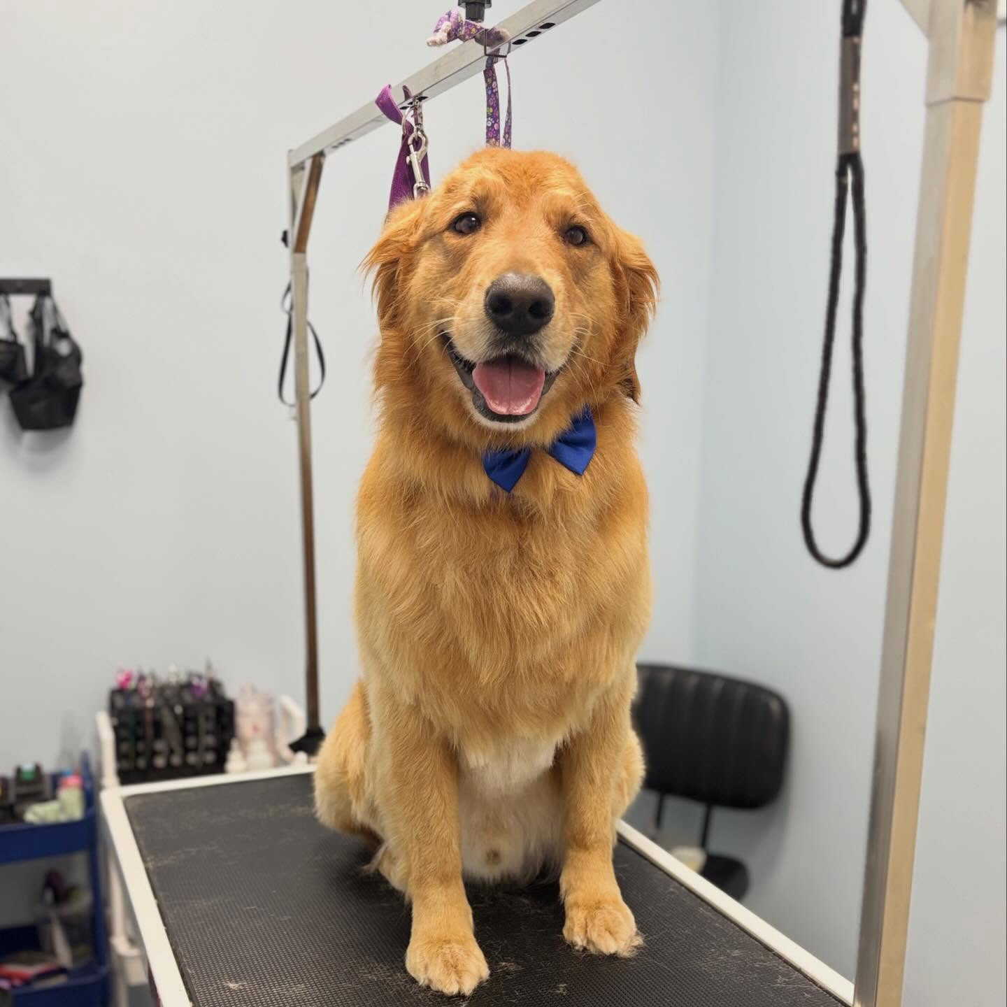 Alfie 🥰
#dogsofinstagram #doggroomer #goldenretriever #doglover #dogslife