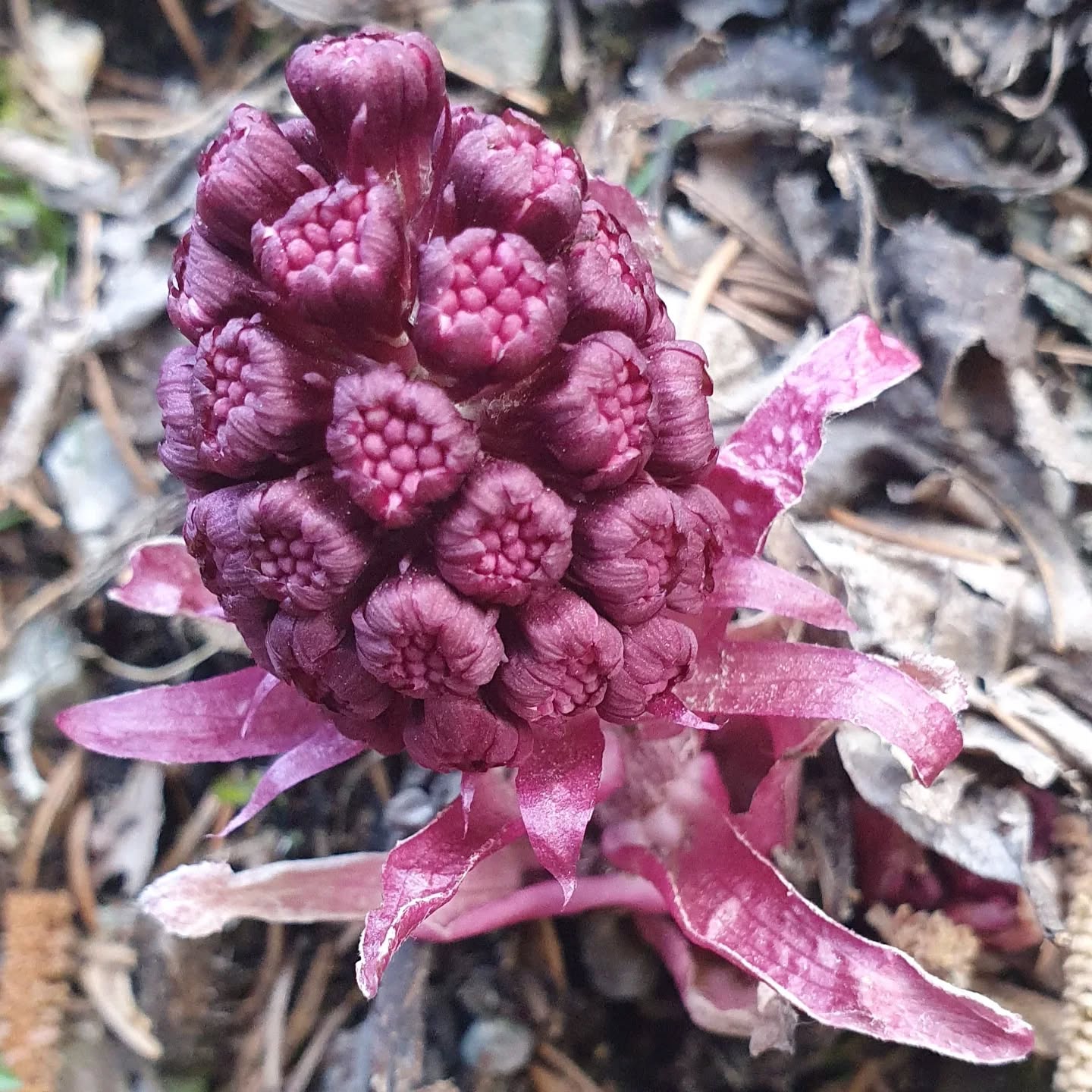 🌿 Welche Schönheit ist/wird das ?
Palmsonntagsfund im Naturschutzgebiet
📍Trögener Klamm (Bad Eisenkappel / Kärnten)
#geopark #flora #osterei #naturwahrnehmen #bergwandern