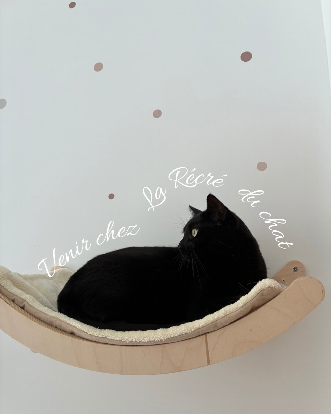 Pleins de bonnes raisons pour ne plus laisser Minet seul à la maison durant vos absences 🏨
#cat #cats #hotelpourchats #aixenprovence #chat