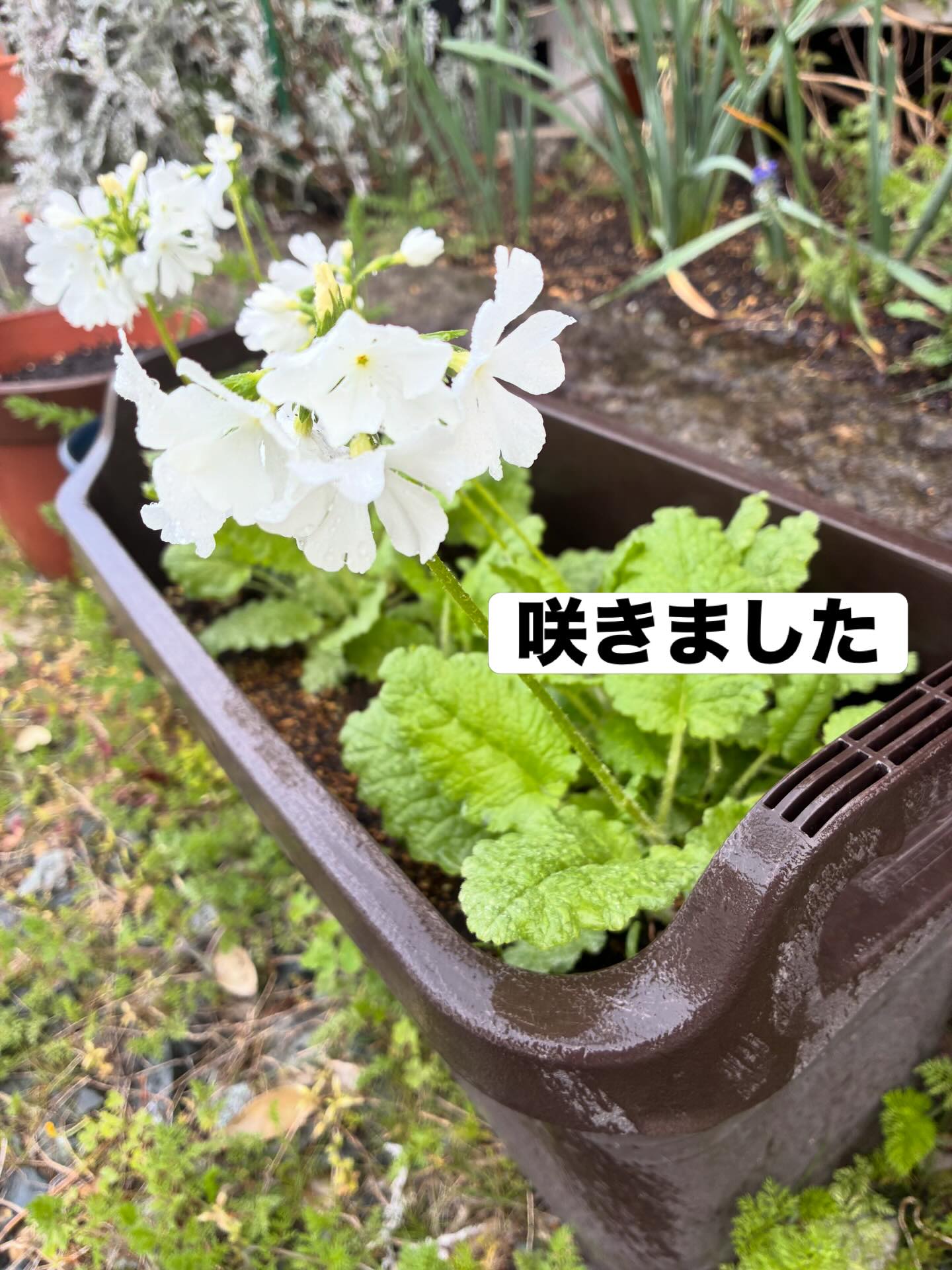 次々と咲き始めてます❣️