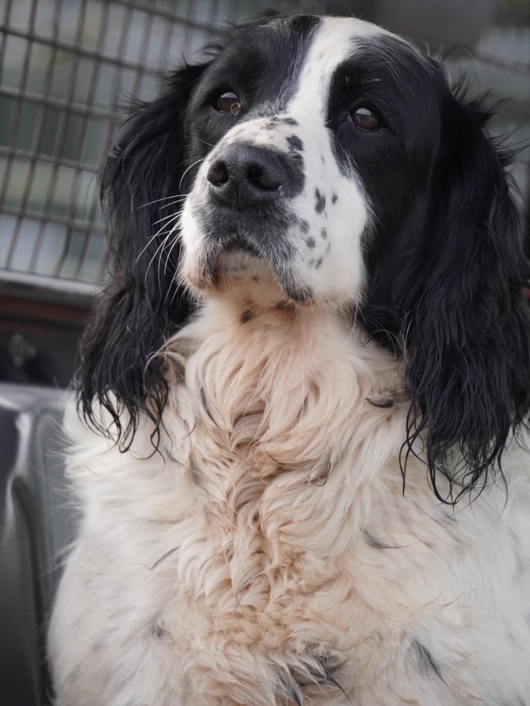 Wessington Tux. 🤍🖤 #hero #ourboy #themainman 🐶