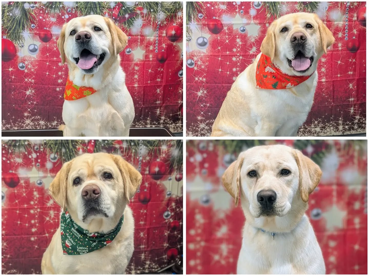 Looking back at even more pups from Dec. 2025!
I had more than a few pairs come in for double the cuteness.
Pictured is Hazel, Willow, Lila, Ivy, Oso, Panda, Ellie, Riggen, Bellatrix, Rutuu, Max, Charlie, Citmali & Maya.
#doggrooming #cutedogs #xmas