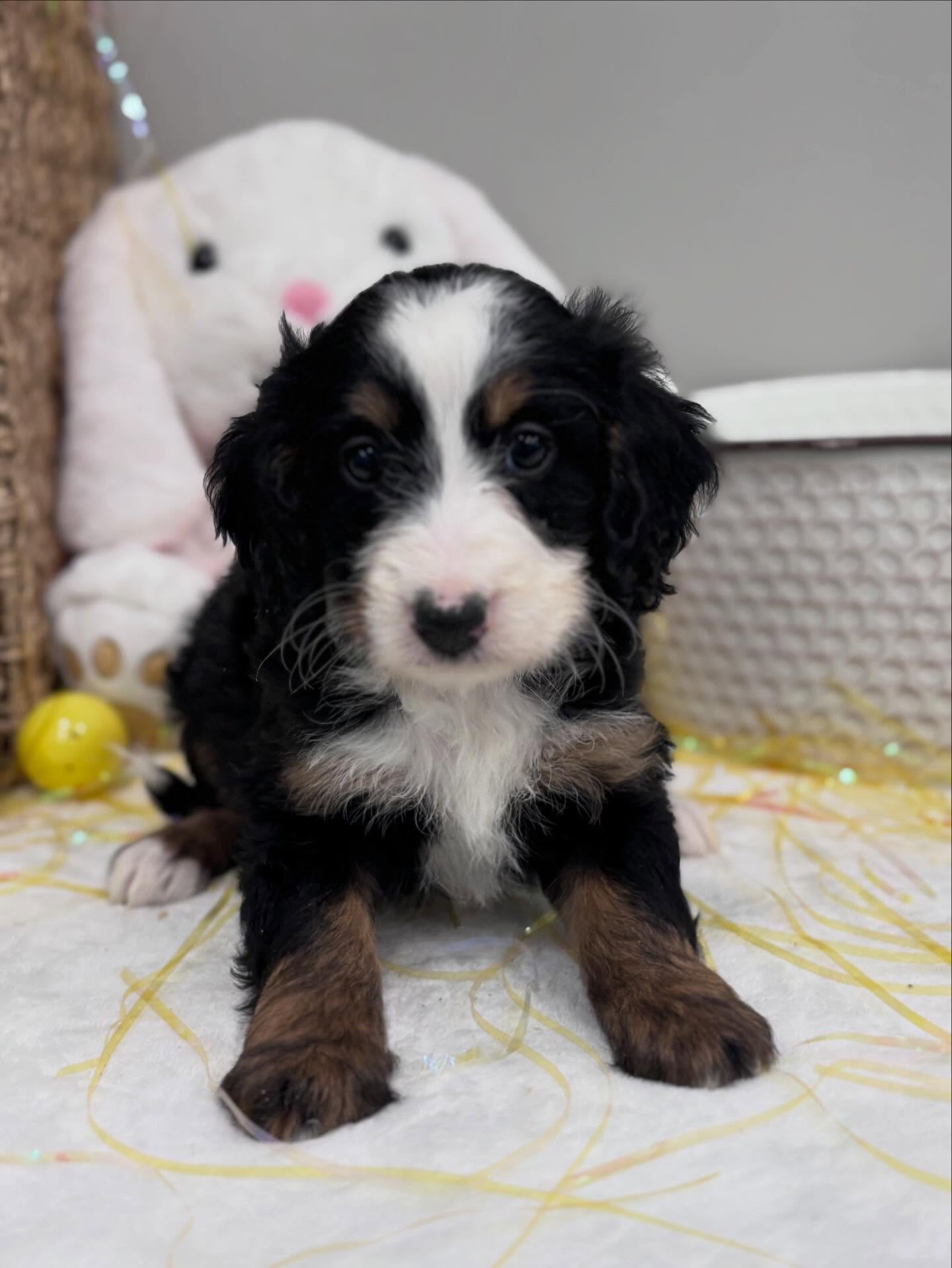 Easter photos shoot….💕 #minibernedoodlesofinstagram #bernedoodles #easter2026🐇🐣🌺♥️