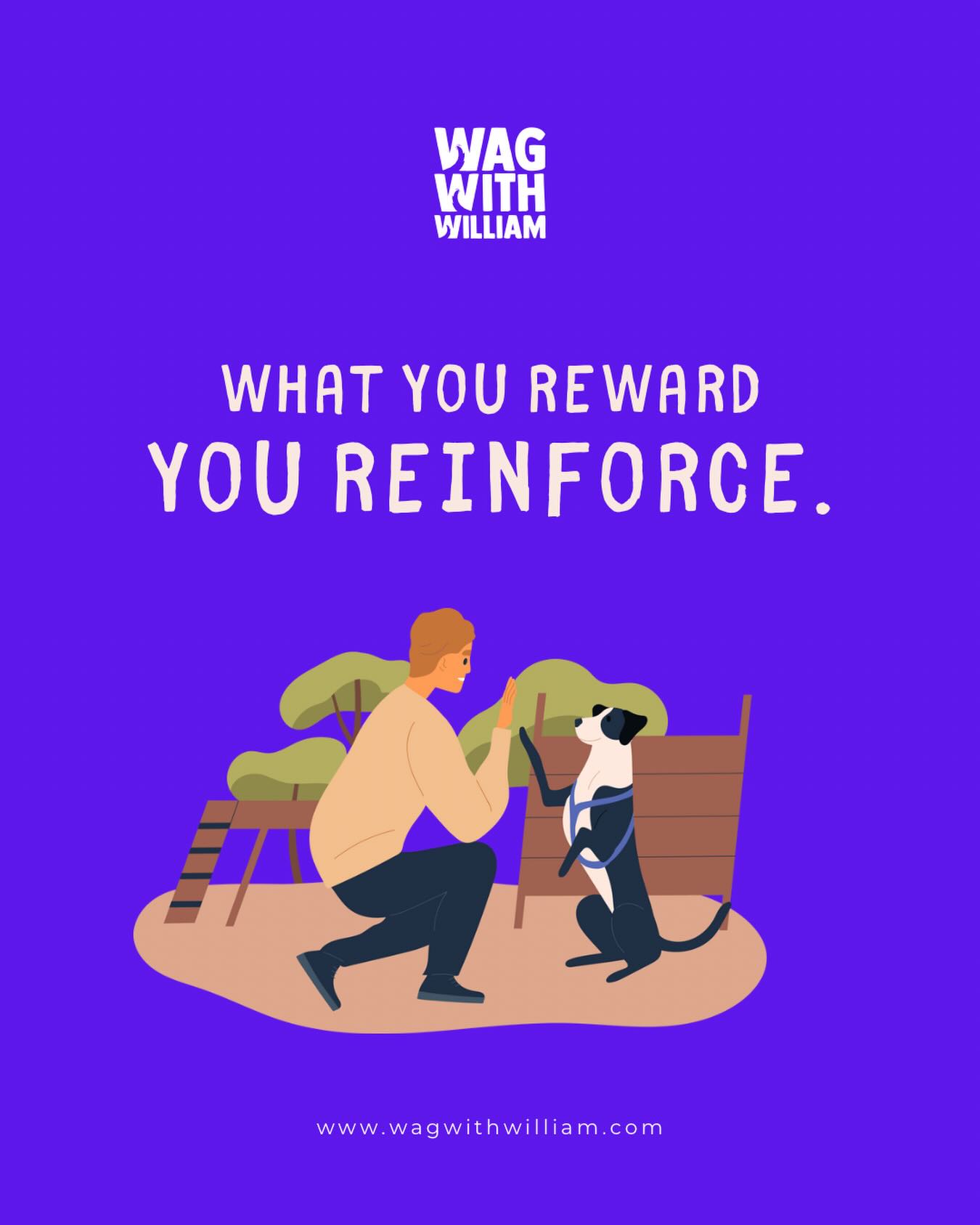 What you reward, you reinforce. #WagWithWilliam #FearFreeTraining #PositiveReinforcement