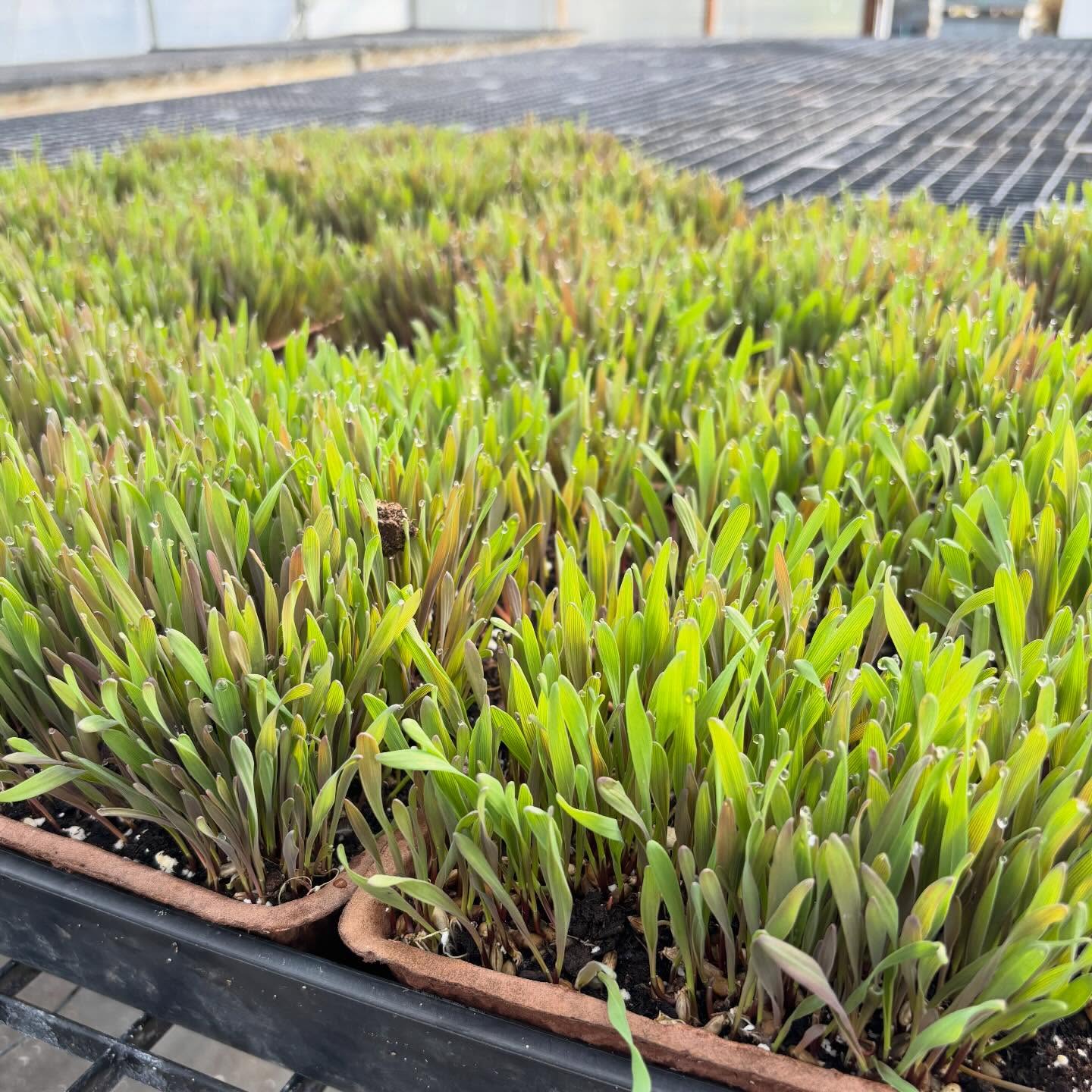 I grew some real Easter grass. These little pots will be at our Welcome Spring PopUp THIS FRIDAY, April 3. 9-2 here at the farm. 2428 Walnut Bottom Road Carlisle.