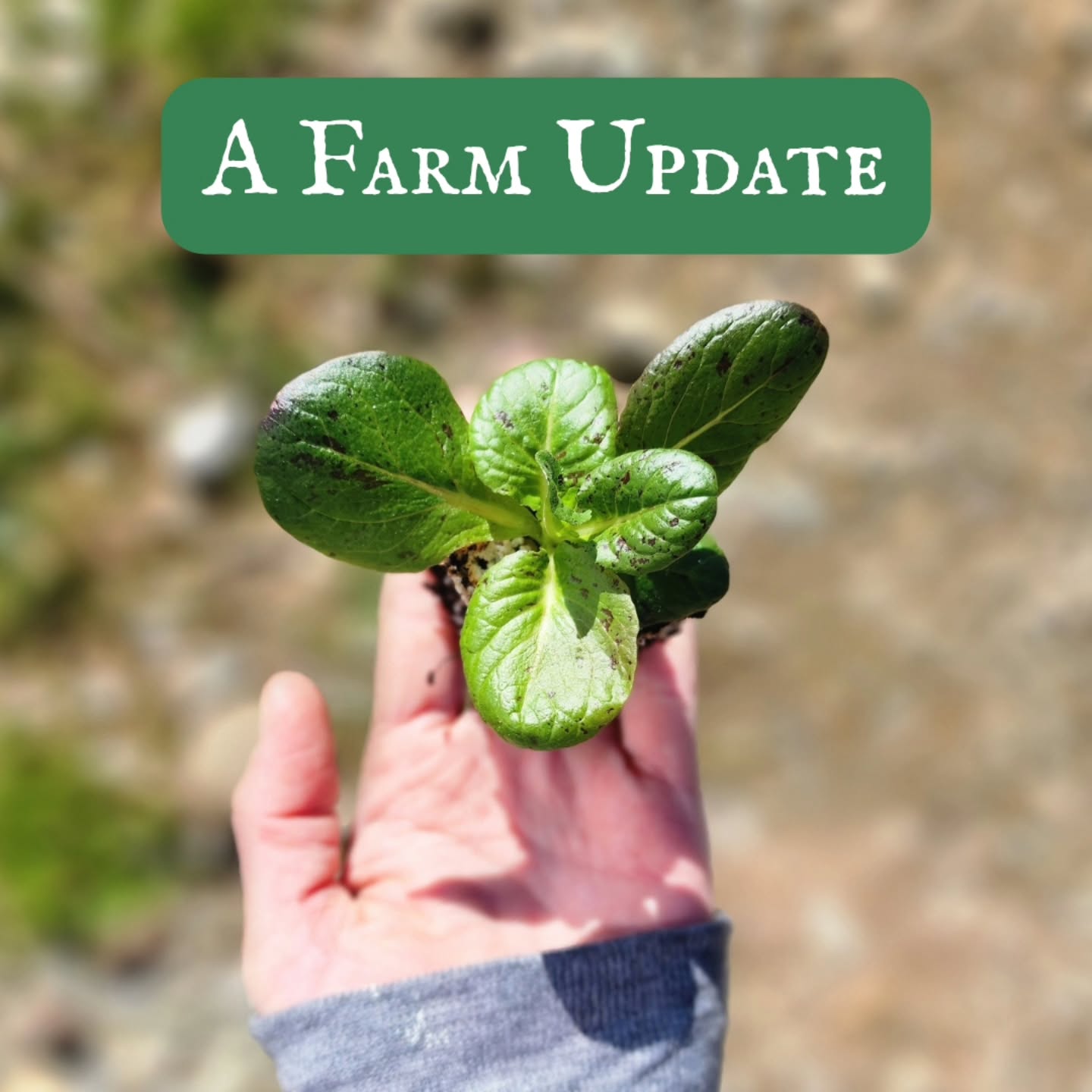We will be participating as full-time vendors at the Village of Bemus Point Farmer's Market this year! In keeping with the spring season, I am feeling energized and very much looking forward to serving my community in the best way that I know how: by growing wholesome food to share. Farmer Ron is working hard to give our cute little market trailer the love that it deserves to be market-worthy come the end of May, and I have been busy crop planning/seed-sowing to ensure a steady stream of gorgeous no-till produce for this new market venture. It will feel incredible to finally be face-to-face with our friends and neighbors for this weekly celebration of local food and farming!
The Bemus Point Market will take place at the Village Park at 1 Lakeside Drive every Friday from 9 until 3. Opening day is Friday, May 29th, and the season runs through September 4th.
This market is new and growing, and a farmer's market is only as strong as the community that supports it. I hope you'll join us for the start of something AMAZING. 👩🌾