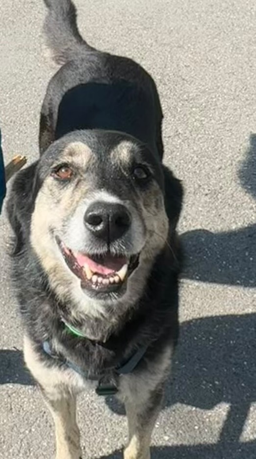 “Ma il tuo cane è felice… o si è semplicemente adattato alla tua vita? 🐾
La felicità non è solo cibo, passeggiate e coccole.
È relazione, comprensione, ascolto.
Tu lo stai davvero capendo?”
#canifelici #benesserecane #relazionecane #educazionecinofila #caniitalia