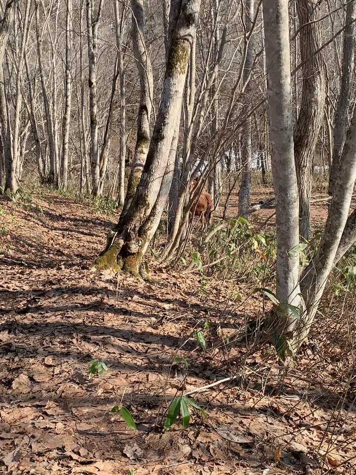 日ごと劇的に雪がとけ
(というか「まだ雪がある!」と
驚かれる方も多いですが)
毎日景色が変わります。
馬、森に入り
クマ笹をむさぼり食う。
冬の間、干し草ばかりなので
フレッシュな緑が嬉しい様子。
私、水源の森へ。
雪どけ水の勢いと共に流れる空気が
気持ちいい。
クレソンの群生地、
福寿草の群れに遭遇。
少しずつ少しずつ、
ギアが上がってきています。
国内外の動きに
落ち込んでいないと言えば
嘘になるけれど
一粒種を蒔いてしまえば
もう落ち込んでなんていられない。
植物に頼り
動物に頼り
気づけば季節をひと巡り。
今年もそれで決まりだ。
#依存先を変える