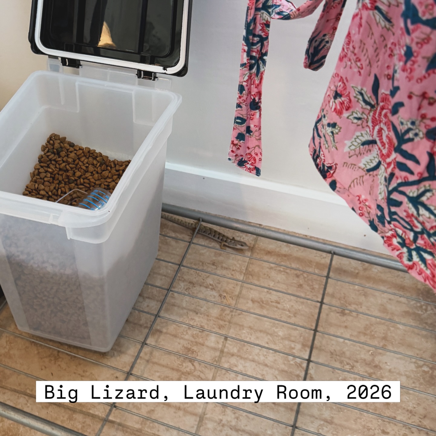 I survived big lizard.