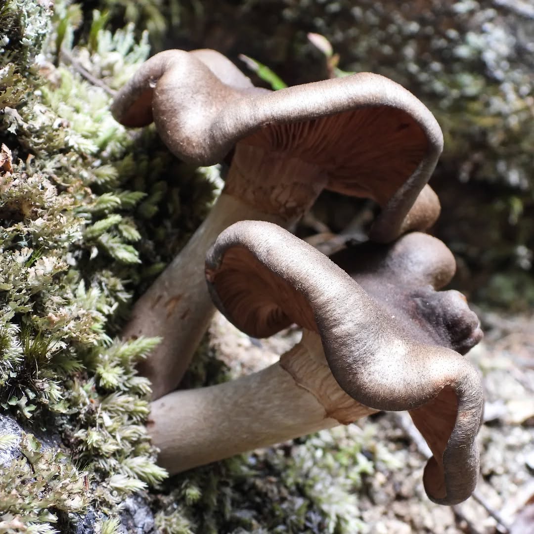 Our Fungi season is not too far away, just need a little bit more rain and hopefully another fantastic season will be upon us.