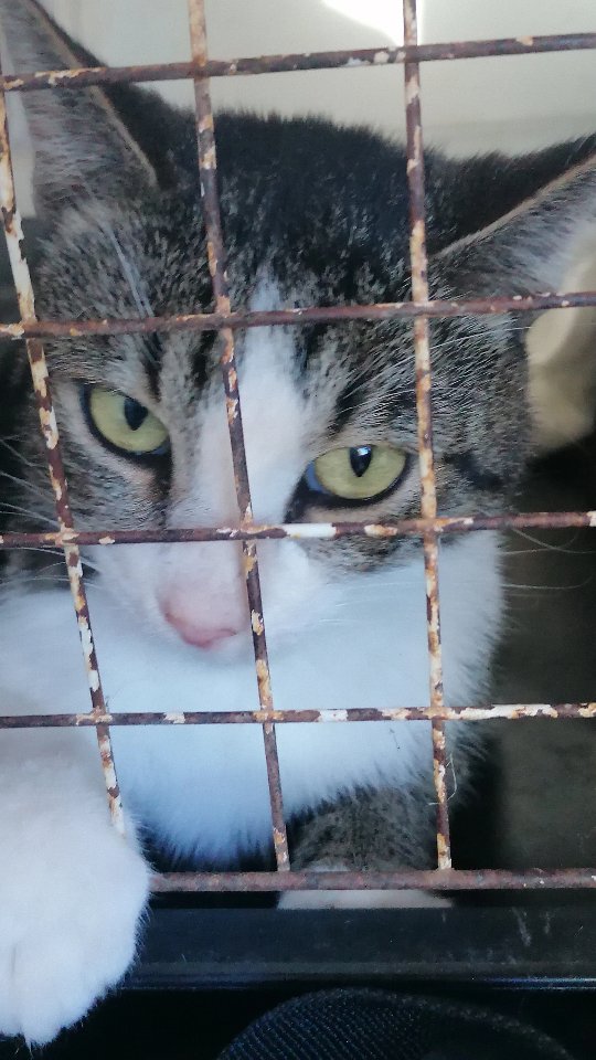 Unsere Kastrationsaktion war erfolgreich, und genau das zählt: Jede einzelne Katze bedeutet weniger Leid, weniger Nachwuchs auf der Straße und ein kleines Stück Veränderung. 🐾
Am ersten Tag habe ich es noch geschafft, euch direkt mitzunehmen… aber die letzten Tage waren so intensiv, dass ich jetzt erstmal alles sortieren muss – die Eindrücke, die Erlebnisse und auch die vielen Emotionen.
Deshalb kommen die Einblicke nach und nach.
Für den Moment ein paar erste Highlights – stellvertretend für alles, was wir hier gemeinsam bewegen konnten.
Danke, dass ihr das möglich macht. 🤍
#strayanimalcare #kastrationenrettenleben #tnr #tierschutz #gemeinsamfürdentierschutz