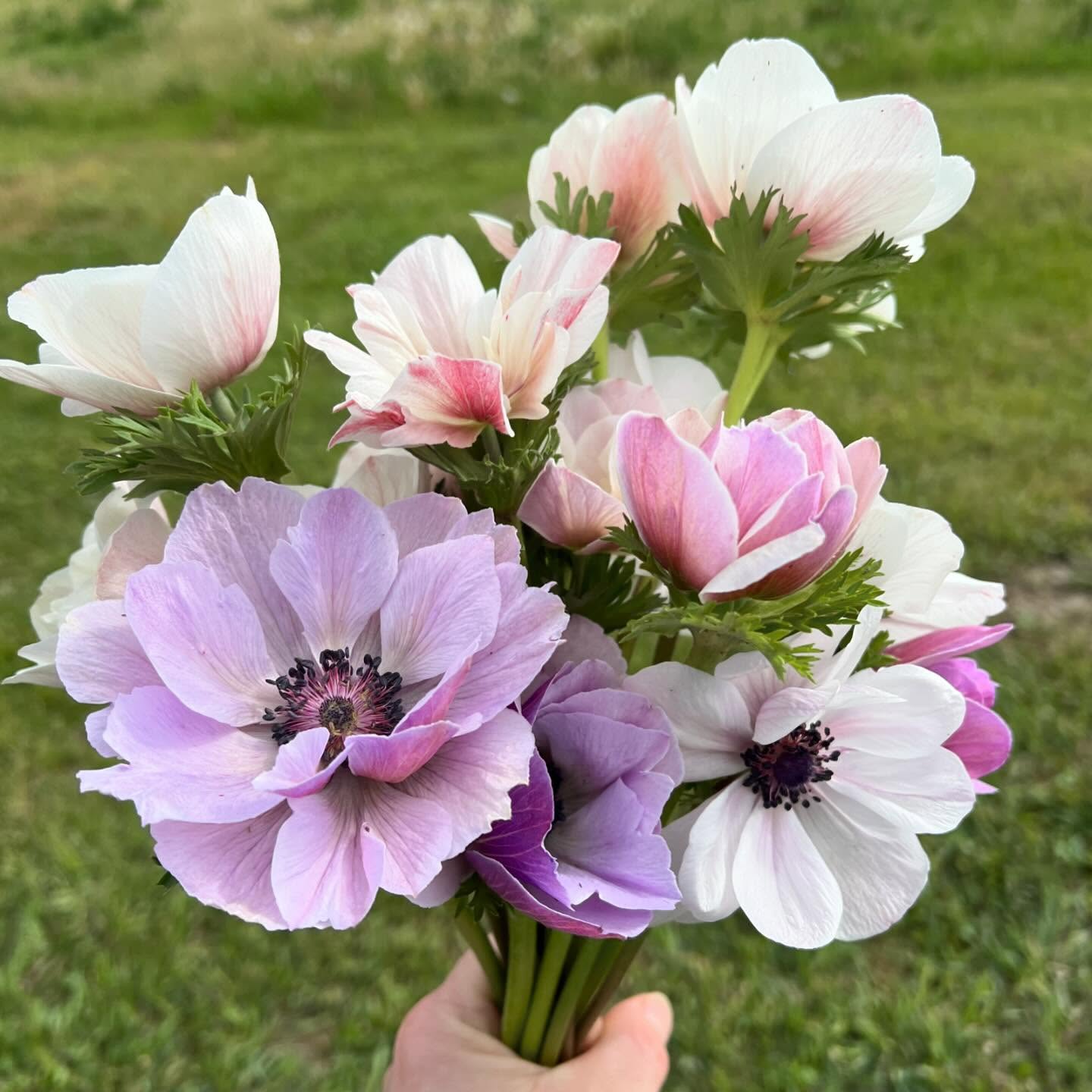 Back to breaking hearts
#anemone #letscolortheworld #onings #flowerfarmer #montanaflowers #grownnotflown #growninmontana #406 #billingsmontana