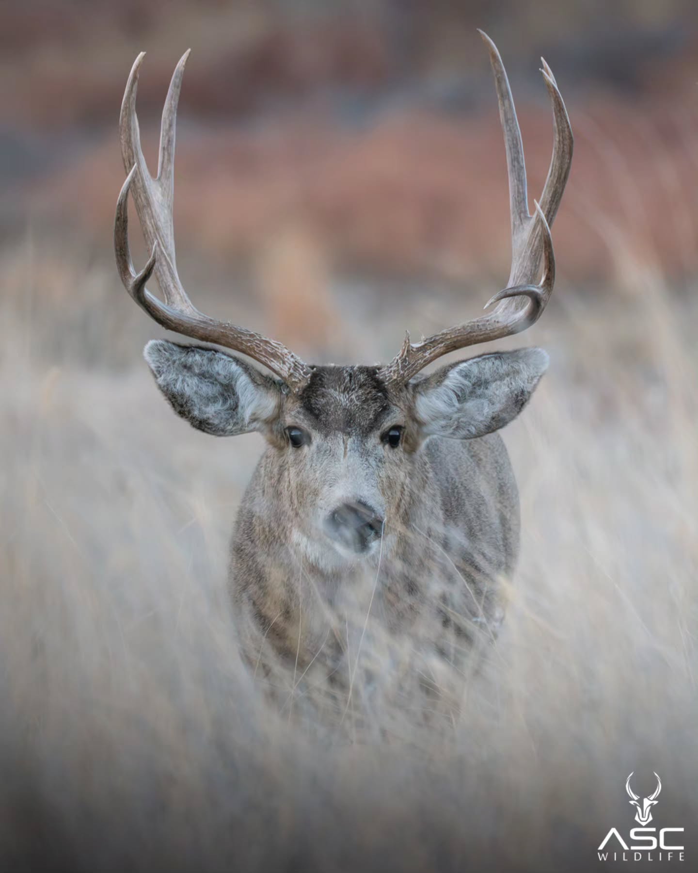 A stud of a mule deer walking right at ya! Do you move or stay?
Enjoy!
Photography by @ascwildlife
.
.
.
#wildlifephotography #colorado #muledeer