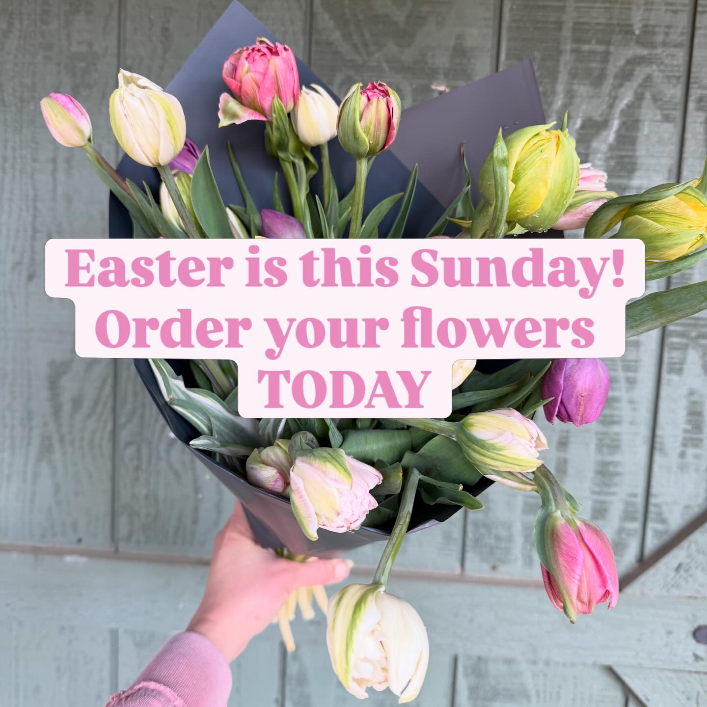 💐Easter Bundle Special! 💐
Orders for Easter flowers are now open on the website! We’ll close pre-ordering at noon on Friday 4/3.
We have 12 stem peony tulip mixed bouquets for $30 or 22 stem bouqs for $50.
We’ll have a limited quantity of grab-and-go bouquets at our self-serve farmstand on Friday and Saturday. We’ll also be stocking up @echoboutique_lakewylie and @knowledgeperk.fortmill with gorgeous bundles. These locations will only have the smaller bundle and Venmo payment method only.
You can also come see us at @danielstoweconservancy tomorrow 4-6pm at their Farmer’s Market in the Village. And we’ll be there again on Saturday 11-3 for the Spring Market! Come see us and get some flowers for your Easter table!