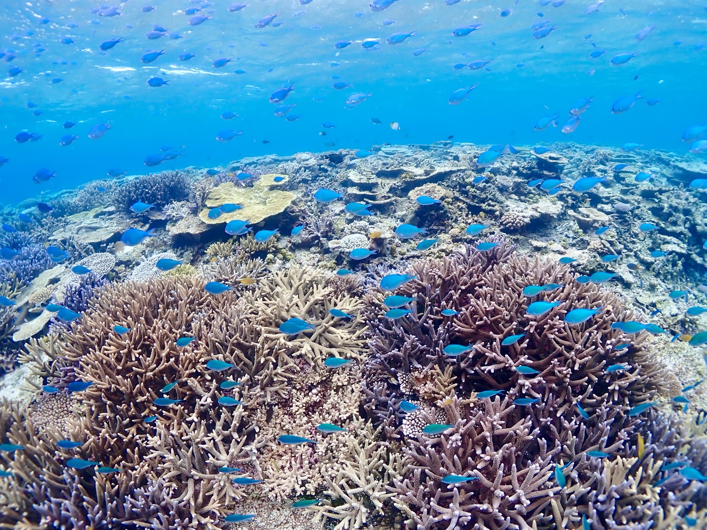オサカナまみれ🪸🐠
デバスズメダイが綺麗でした✨
《 世界に誇る日本一の海“ヤビジ”で
一生の思い出に残る体験を🌏🩵》
▼マーリンのオススメポイント
⑴ 安全第一でご案内🛟
厳しい安全基準をクリアした業者だけが認定される
“マル優”に指定されています
ガイドは定期的に安全講習実施中。
⑵ ヤビジまで一番近い港出発⛴️
半日ツアーで旅行のスケジュールが組みやすく
船酔いが心配な方にもオススメです!
⑷初心者・女性にも優しい🥰
女性スタッフも在籍、
各資格を持ったガイドがご案内!
⑸当日のベストポイントへご案内🐢
海を知り尽くした宮古島育ちの船長が
数あるシュノーケルポイントから
その日のベストコンディションへ向かいます!
▼ツアーメニュー
・八重干瀬シュノーケルツアー
・八重干瀬スキンダイビングツアー
・八重干瀬体験ダイビングツアー
・スキンダイバー講習
→ 各ツアーに𝗘𝗖𝗢プラン(割引)あり
▼𝗘𝗖𝗢プラン 〜環境に優しくお得に遊ぼう🧡〜
各ツアーメニューに適応可能
𝟭.ツアー料金¥𝟭,𝟱𝟬𝟬引き
𝟮. 𝗘𝗖𝗢ルールを守っていただける方
※𝗘𝗖𝗢ルールはHPにてご確認ください
▼ ご予約方法
InstagramトップページのリンクからHPへ
※DMは対応しておりません。
▼船長アカウント
こちらでもツアーの様子をリアルタイムで発信中!
🚢:@marlin_nakasato
▼スタッフアカウント
スタッフ目線のツアーの様子やオフを発信中!
👫🏽:@staff_marlin_miyakojima
#ヤビジツアーマーリン
#宮古島 #八重干瀬 #ヤビジ
#宮古島旅行