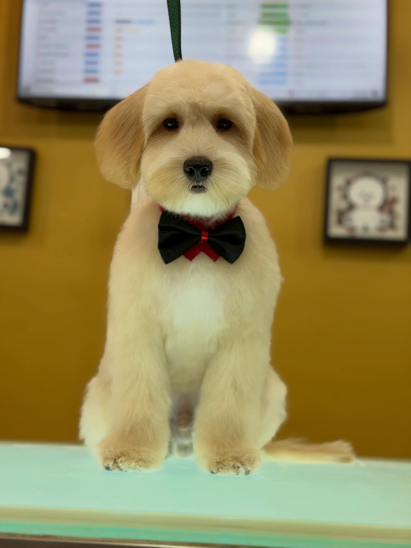 ✨ De esto… a esto ✨
Así es como trabajamos en Studio Grooming 🐶✂️
Cada detalle cuenta:
✔️ Baño profundo
✔️ Secado profesional
✔️ Corte preciso
✔️ Acabado premium
Porque tu mascota no solo necesita un grooming…
💥 merece verse INCREÍBLE 💥
¿Te gustaría que tu mascota quede así? 👇
📲 Agenda tu cita ahora en:
www.studiogroomingpanama.com
#GroomingPanama #PeluqueriaCanina #DogGrooming #AntesYDespues #studiogrooming