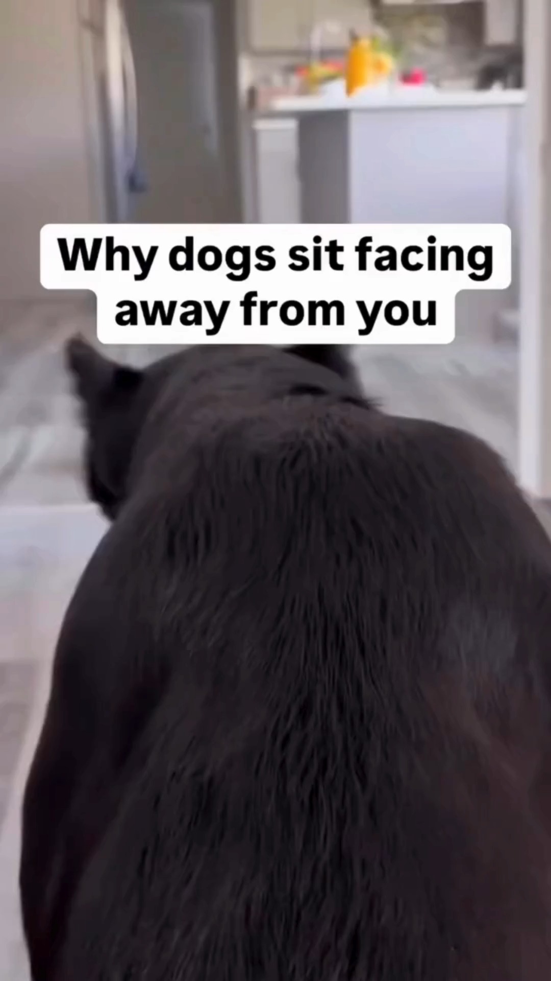 Did you know dogs sit facing away from you as a sign of trust…
So tell me why mine is locked in eye contact like he’s reviewing my life choices 😭🐶
👇 Is it just Joshua or does your dog do this too??
#yorkie #dogbehavior #dogmomlife #petpersonality #fyp