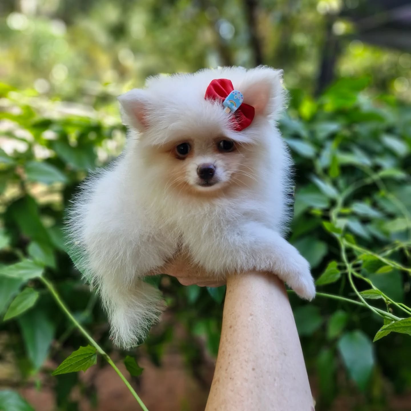 É muita fofura
Fêmea muito pitica
Spitz Alemão Anão (Lulu da Pomerânia)
Liberada