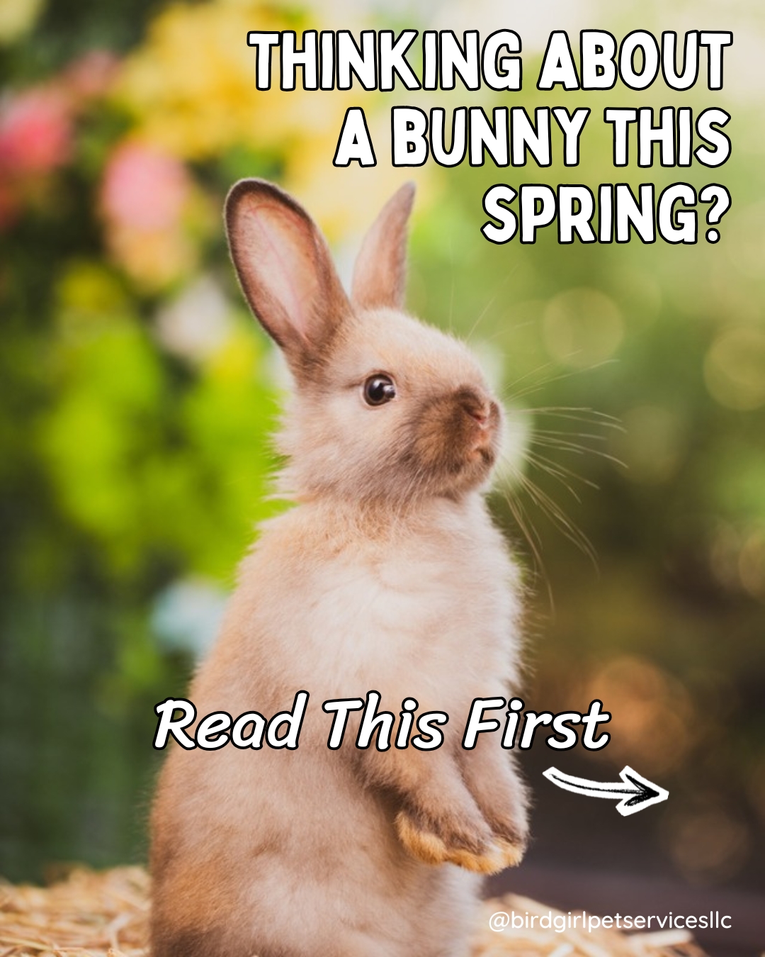 Rabbits are one of the most misunderstood pets out there. They get marketed as low-maintenance starter animals, and that reputation is a big part of why so many end up in rescues by summer.
Here are five things most people do not realize before bringing a rabbit home.
They live 8 to 12 years. A rabbit gifted to a seven-year-old this Easter will still need daily care when that child is in high school.
They are prey animals. A rabbit that freezes when held is not being calm. It is scared. Kids expecting a cuddly pet are frequently disappointed, and the rabbit pays the price for that mismatch.
Most Easter rabbits are never spayed or neutered. That matters for their health, their behavior, and for any rescue that eventually takes them in.
They need real space. A hutch is not enough. Rabbits need room to run daily and things to do.
Diet matters more than most people expect. Unlimited timothy hay, fresh greens, limited pellets, clean water. If a rabbit does not eat for 12 hours, it is a medical emergency.
We wrote a full breakdown for families considering a rabbit this spring. Read the full post on our website:
Link in Bio
#BirdGirlPetServices #ExoticPetCare #RabbitCare #BunnyAdoptionMonth #LongIslandPets