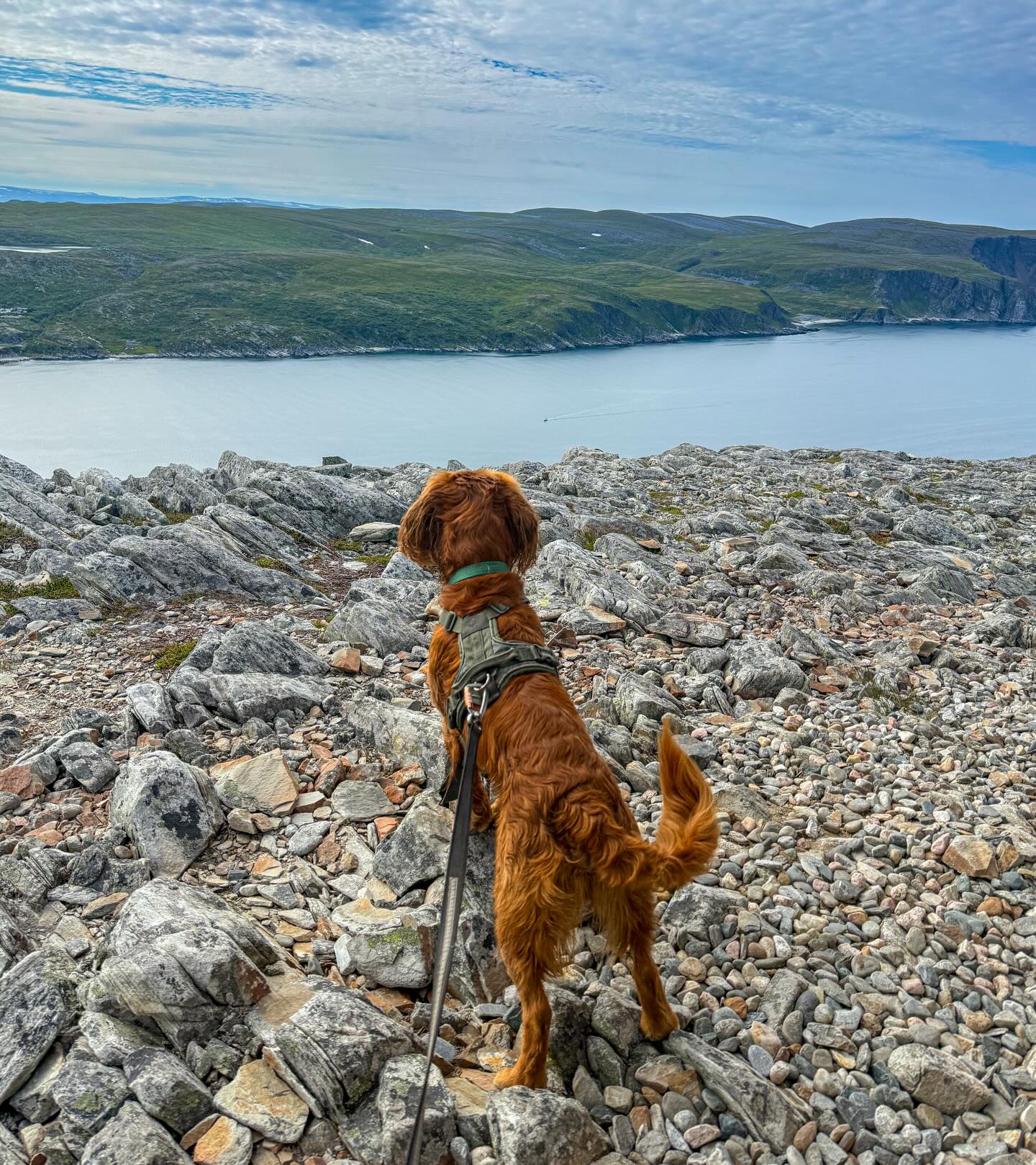 Båndtvang fra 1.april - 20. august!
1.april markerer starten på båndtvangen🐕🌿 Hensikten er å gi ro til ville dyr og reir i en sårbar tid. Takk for at du tar ansvar 🐕🦺