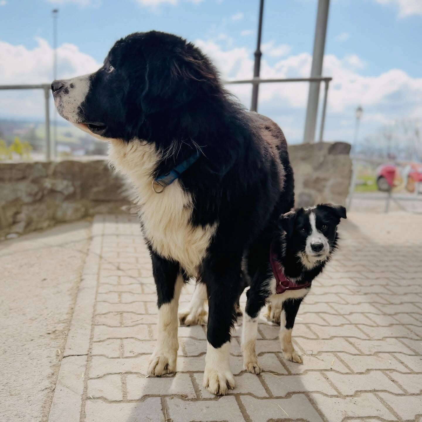 Diagnose von Happy 🙏🏻
•
Bei der Untersuchung von Happy hat sich jetzt herausgestellt das der Femurkopf (Oberschenkelkopf) aus der Pfanne gesprungen ist und sich durch das Foramen obturatum (Hüftloch) geschoben hat. Das ist wahrscheinlich schon passiert als Happy ca 12 Wochen alt war. Wachstumsbedingt ist der Femurkopf jetzt leider zu groß um Ihn einfach zurück zuverlagern. Zusätzlich drückt er auf Ihren After und erschwert Ihr den Kotabsatz. 🥺🐶
In den nächsten Tagen wird das CT nochmal genau ausgewertet und entschieden wie man weiter vorgeht.
•
Bei der anstehenden Operation soll der Femurkopf vom Opberschenkel abgetrennt werden und der Knochen aus dem Hüftloch geschoben werden. Durch die Muskulatur solle es Ihr danach möglich sein, Ihr Bein mindestens genauso zu nutzen wie bisher.
Es gab auch die Überlegung einen neuen Femurkopf anzusetzen und in eine neue Pfanne zu setzen allerdings ist die Prognose für die Heilung und die Nutzung hinterher schlecht da der Oberschenkel Knochen verkürzt ist und die Knochenstruktur verändert und somit wahrscheinlich im Nachhinein eher Probleme entstehen können.
Mit der Variante die jetzt geplant ist kann sie ein sehr gutes und schmerzfreies Leben führen.🍀🤍