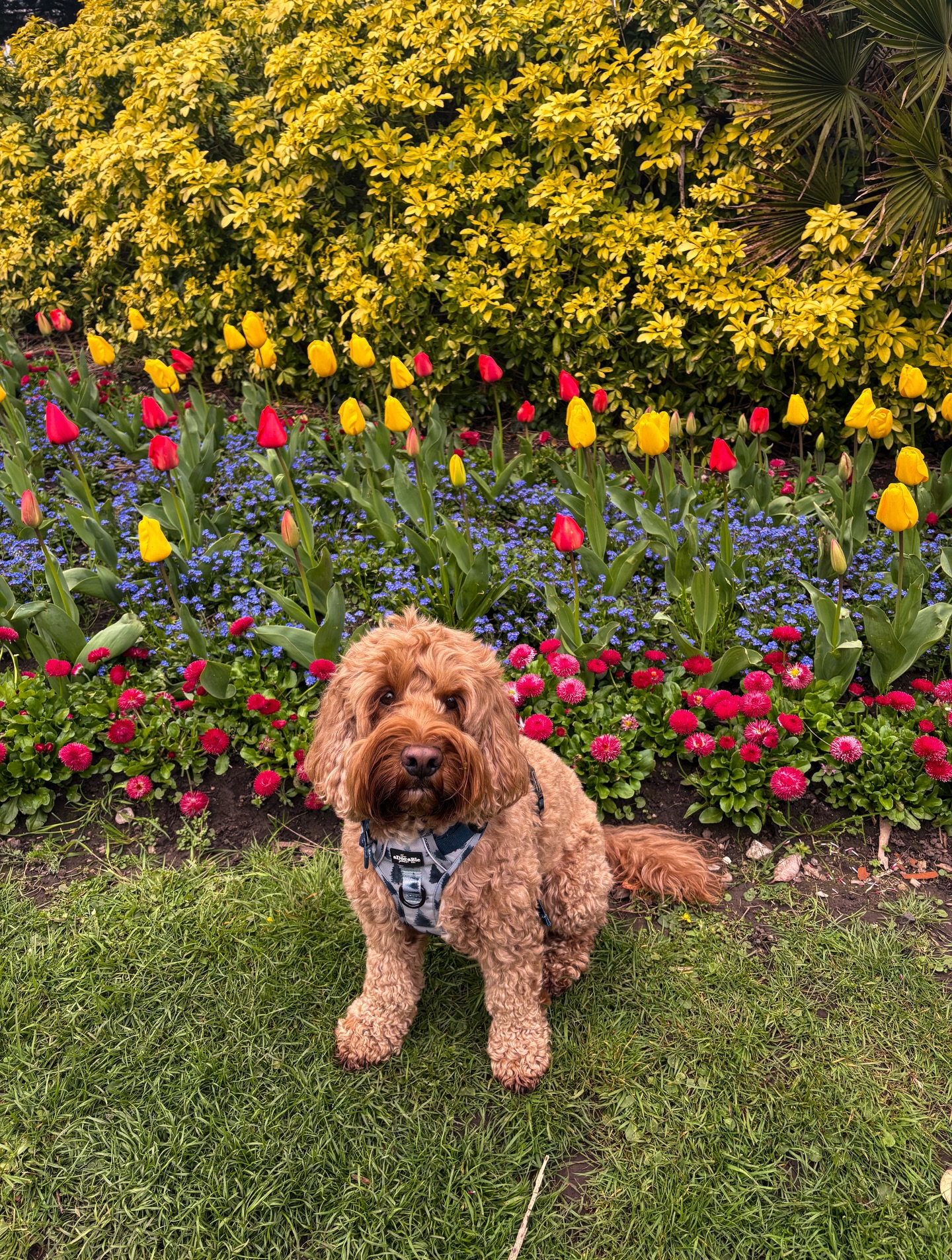 Hope everyone’s enjoying their Easter weekend! 🐣
How lovely does Oakley look with all the pretty flowers at Roath Park💐🥹
#cardiff #roathpark #cockapoo #cockapooclub #dogwalker