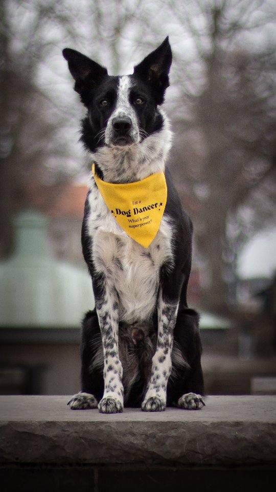 Spud 🖤🔥
#dogdancingfreestyle #dogdancing #dogtricks #dogtraining #bordercolliesofinstagram