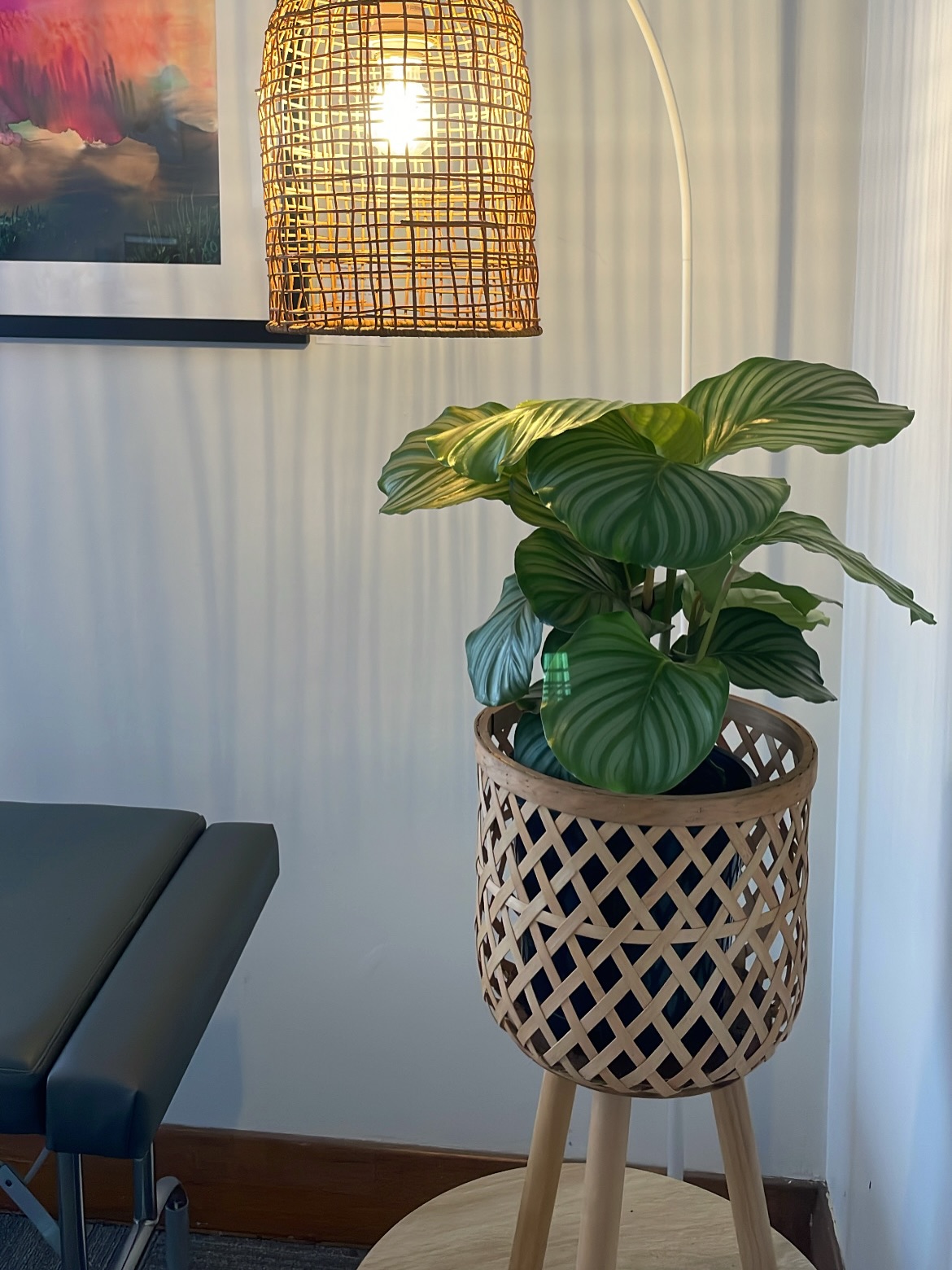 Take a tour 🌱🪴
We love our plants in this practice.
Over the years we have gathered, grown & been gifted plants.
Our Devils Ivy is definitely our show stopper and biggest grower (you’ll find her in our adjusting room).
Can you name the plants in these photos?
Studies show that having greenery around can help:
- reduce stress levels
- support calmer heart rate
- improve focus and mental clarity
- create a sense of safety in the body
Happy growing!
#healing #nervoussystemhealing #wellbeing #mindbodyconnection