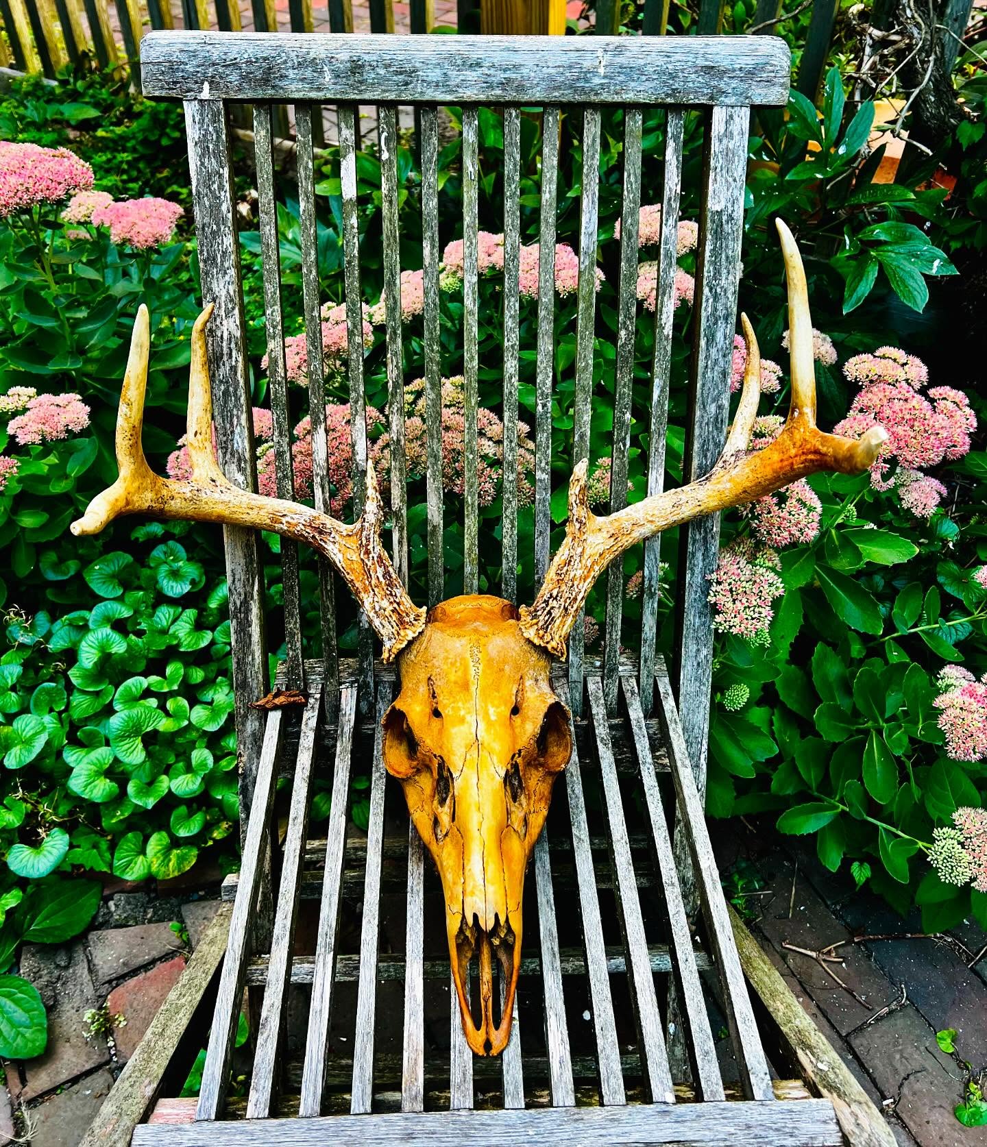 After almost three years of being buried in the earth, the insects and soil microbes did their magic and I got my beautiful 8-point skull back. đŚđ