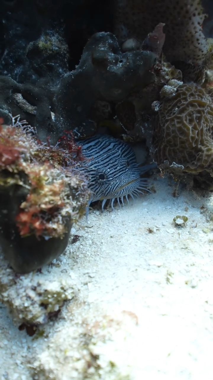 The Cozumel Splendid toadfish (Sanopus splendidus) is an endemic species — found only in the reefs of Cozumel, Mexico 🇲🇽
It spends most of its life hidden in holes or under rocks, which is why many divers never see it.
It can produce underwater sounds using its swim bladder to communicate — a rare trait among reef fish.
A unique species that makes Cozumel’s ecosystem truly one of a kind.
Have you ever spotted one while diving? 👀
#Cozumel #Toadfish #MarineBiology #ScubaDiving #OceanLife EndemicSpecies DiveCozumel