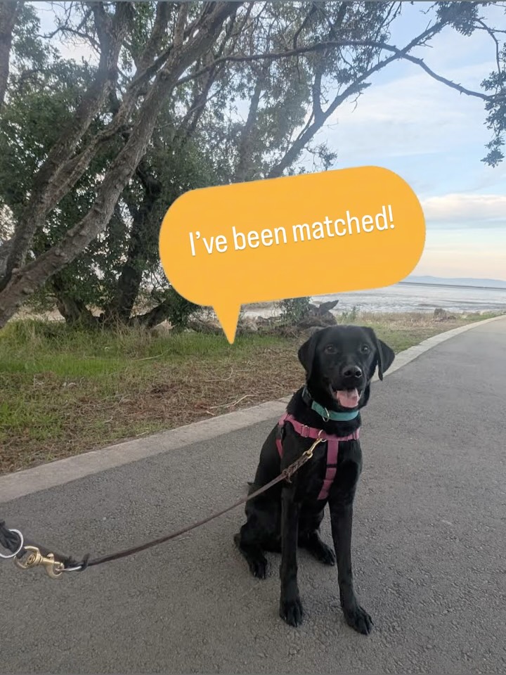 March: new teams, first adventures, and plenty of good dogs doing what they do best. 🧡
Fig matched with his forever family — congratulations Team Fig!!!
Hunter provides loving support
Rugby joins the TYO program
Mando takes his first vacation flight
Chance begins public access work at his first baseball game
IndyJo doing yoga with Lilly
Buck celebrates his birthday