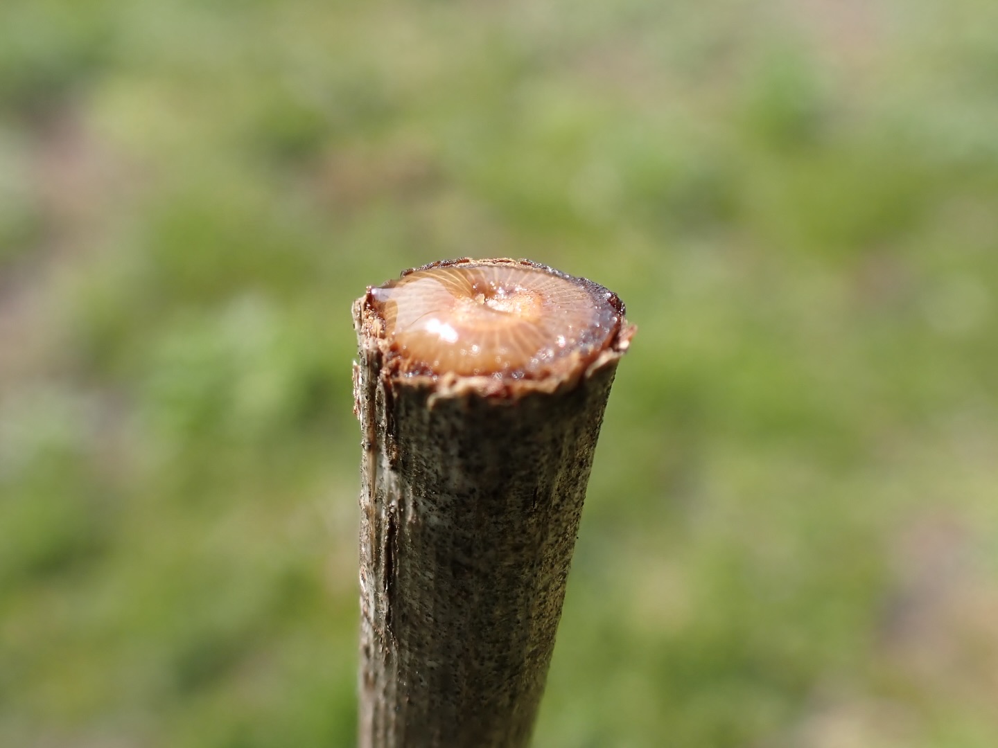 ヤマソーの水あげ -
目覚めの光
再び生きる pray for Re Live
想うことが 大事なんだあ
美しさ
儚さ
愛おしさ
生きること.
a moment of reflection
【莉蕾|ReLive vine】
岡山県高梁市のぶどう農夫 @itsuki_ll が、ワインの風景を歩んでいく日々を記録。現在樹齢と研修三年目。蕾から美しい花実が生まれるように、いつの日か、この日々が、ワインやその先の風景に繋がっていくようにという祈りを込めて「莉蕾(りらい)」と名付けた。
ReLive vine with @itsuki_ll documents the daily life of a grape farmer in Takahashi City, Okayama, Japan, as they walk alongside wine. Currently in the 3rd year of both vine age and training, the hope is to one day create grapes and wines that evoke the memory of the landscape. With a prayer that this will eventually lead to an unrecognizable landscape, the endeavor was named "ReLive vine".
#ワイン #wine #relivevine